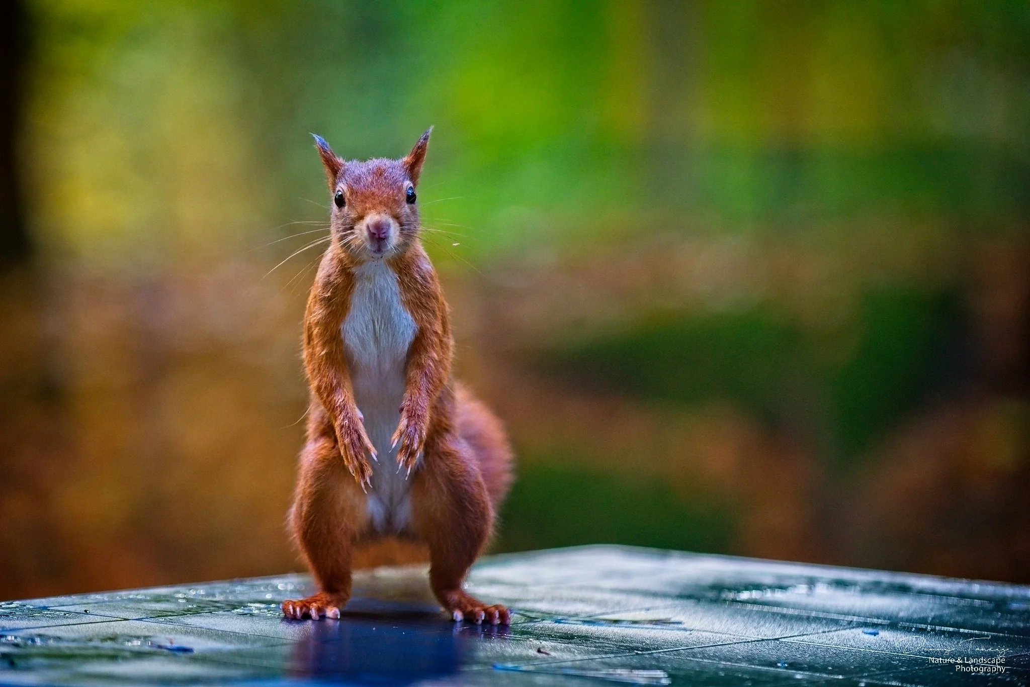 _TYF9581v1_TYF9581v1 copy1 1 2.jpg