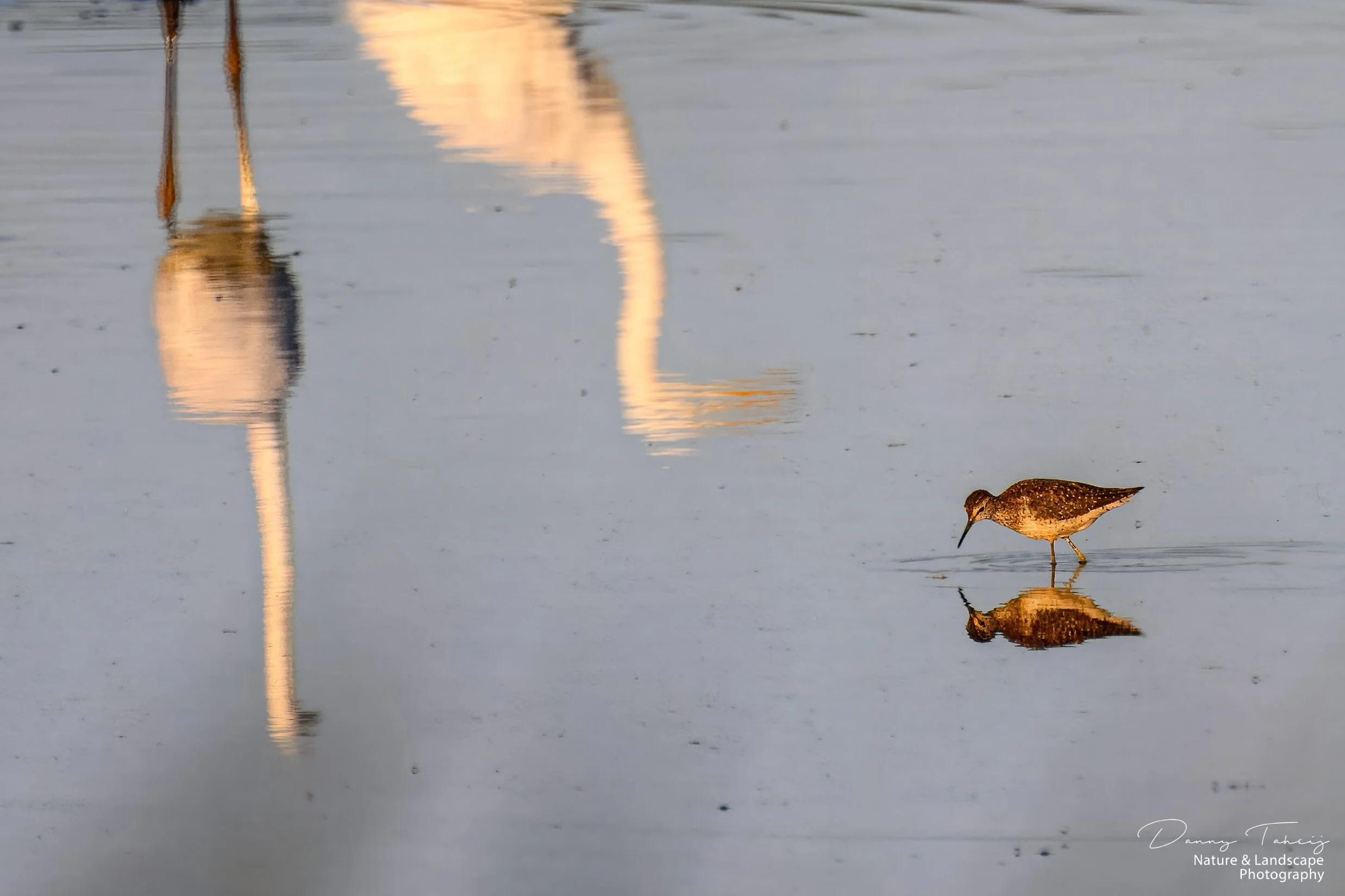 bosruiter de banken-1.jpg