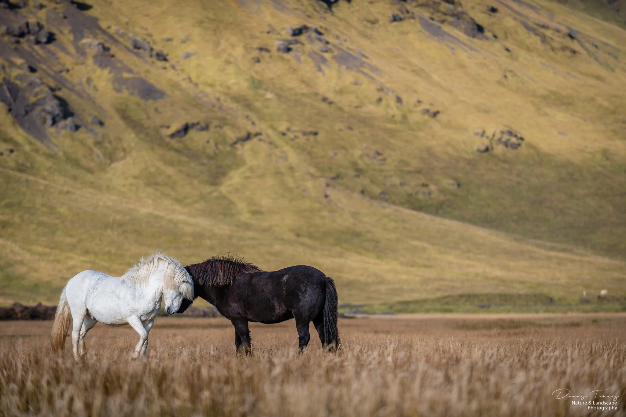 Ijsland Danny-29.jpg