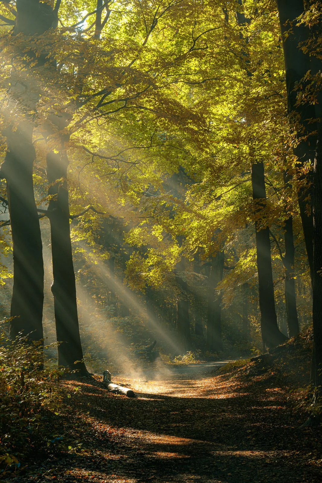 bos zonnestralen.jpg