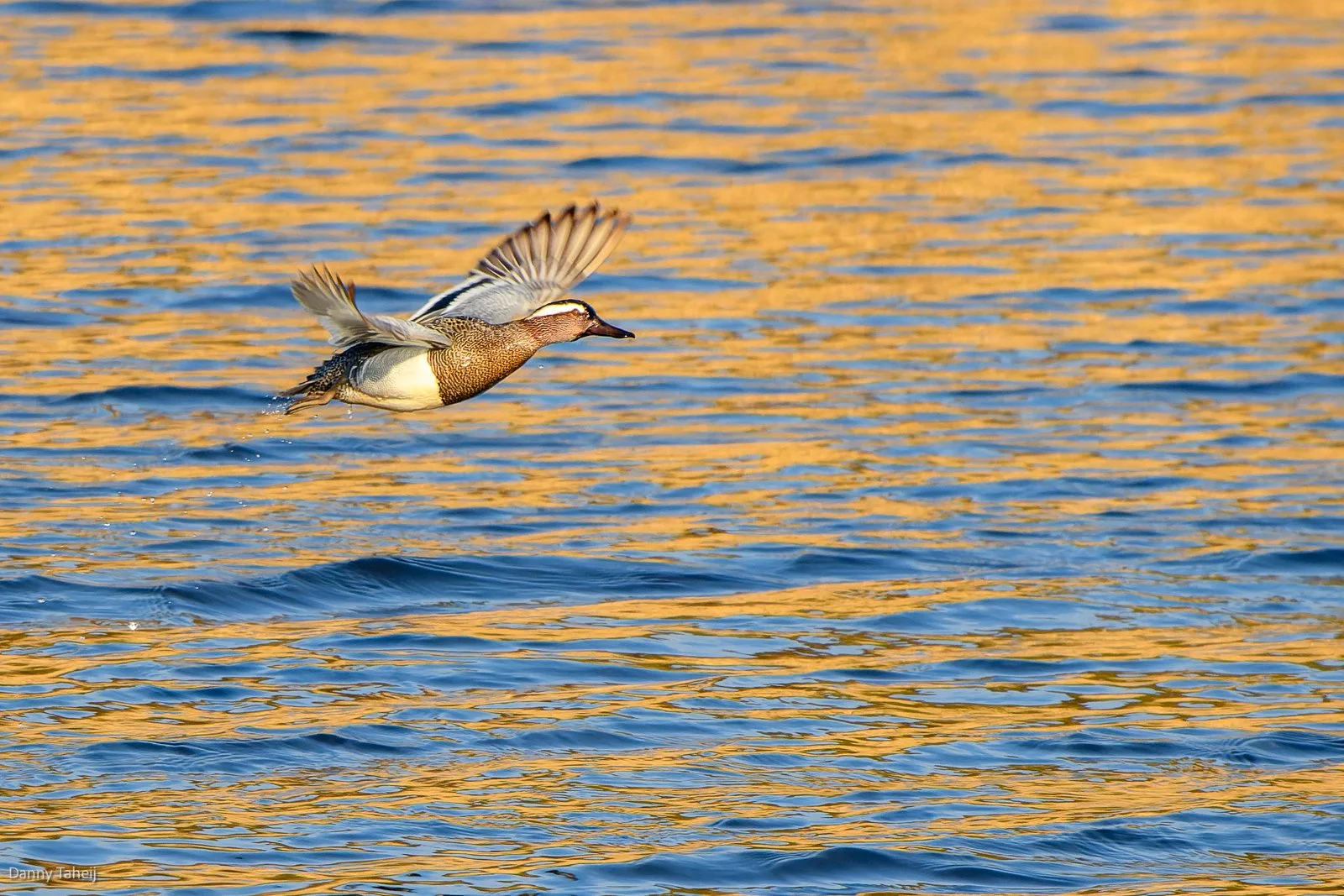Zomertaling in vlucht.jpg