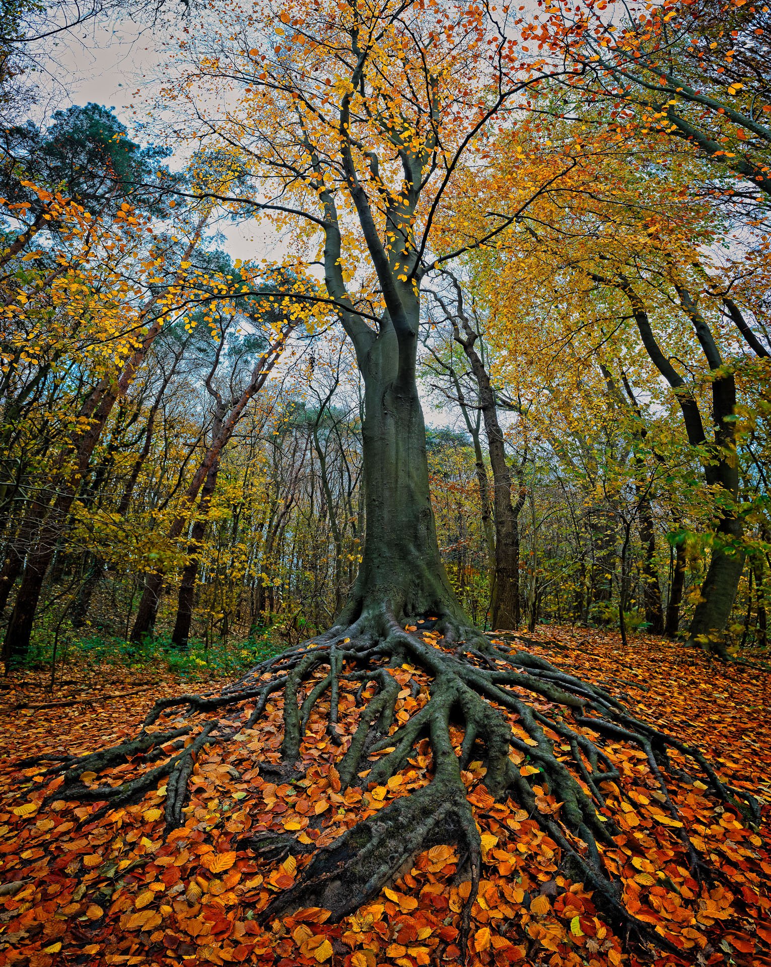 Panorama beuk-1-2.jpg