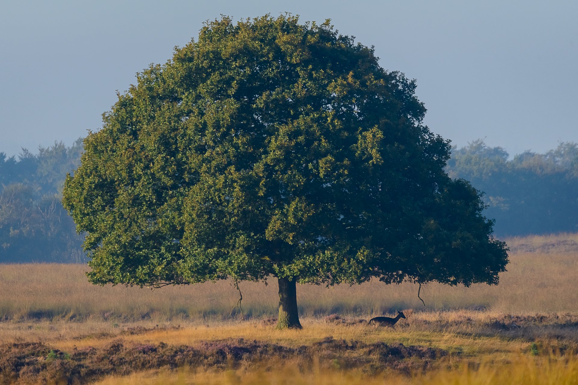 Delerwoud Veluwe