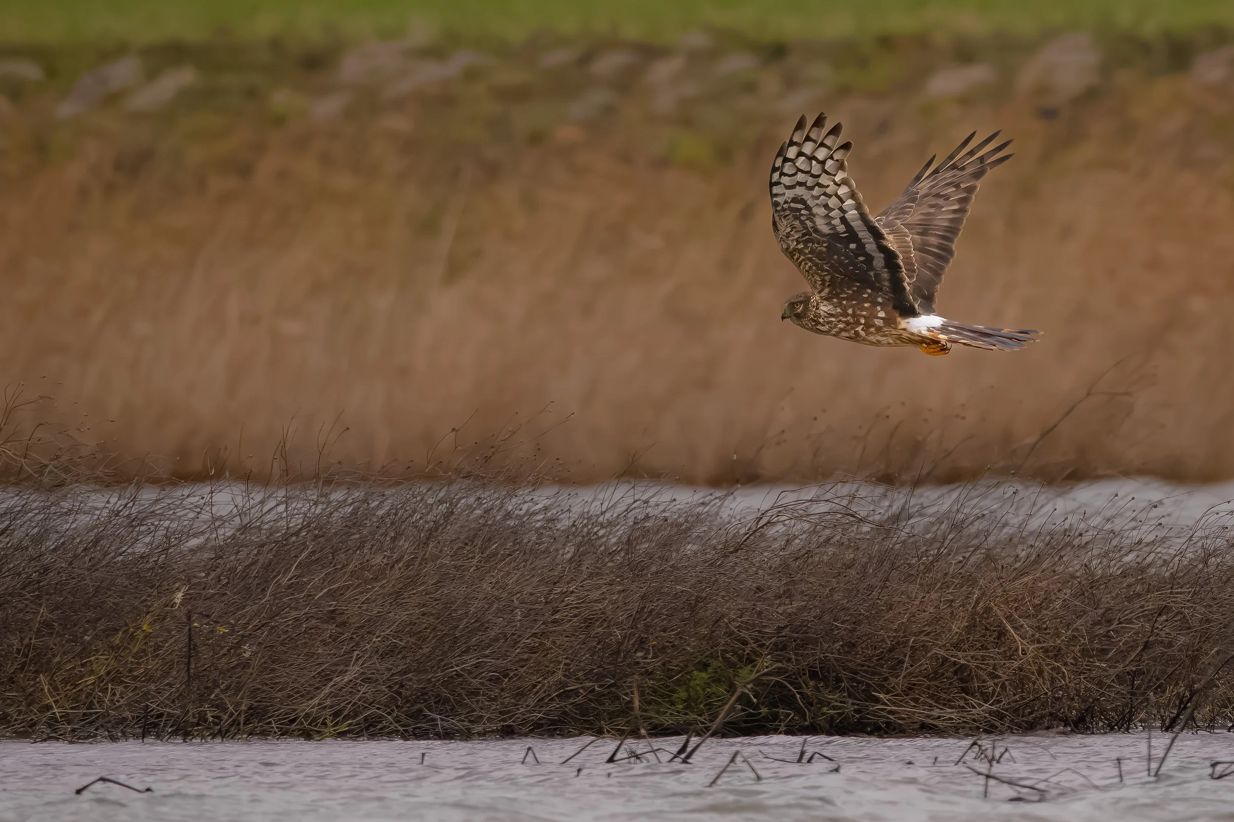 _TYF9426-blauwe kiekendief.jpg