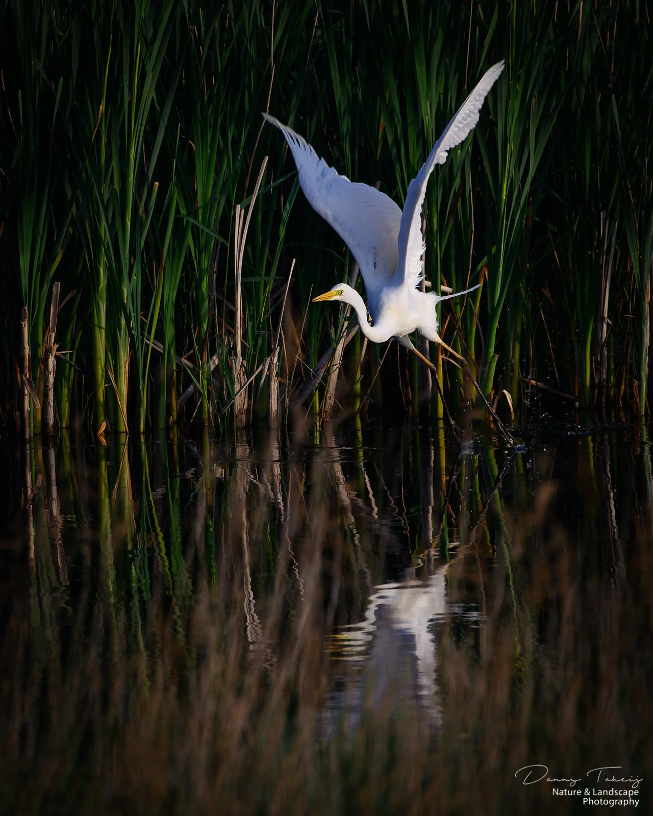Grote zilverreiger de banken-6.jpg