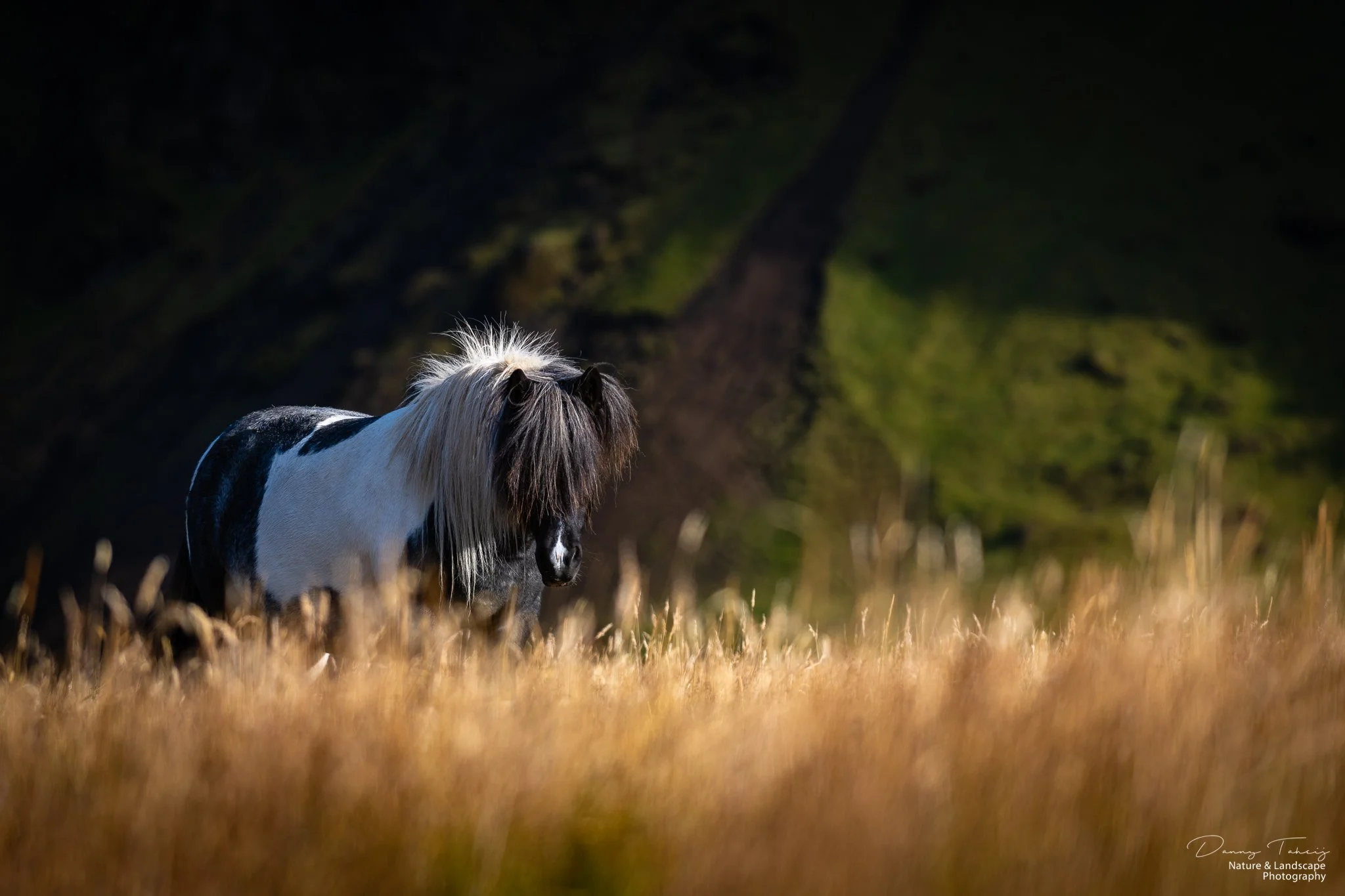 Ijsland Danny-33.jpg