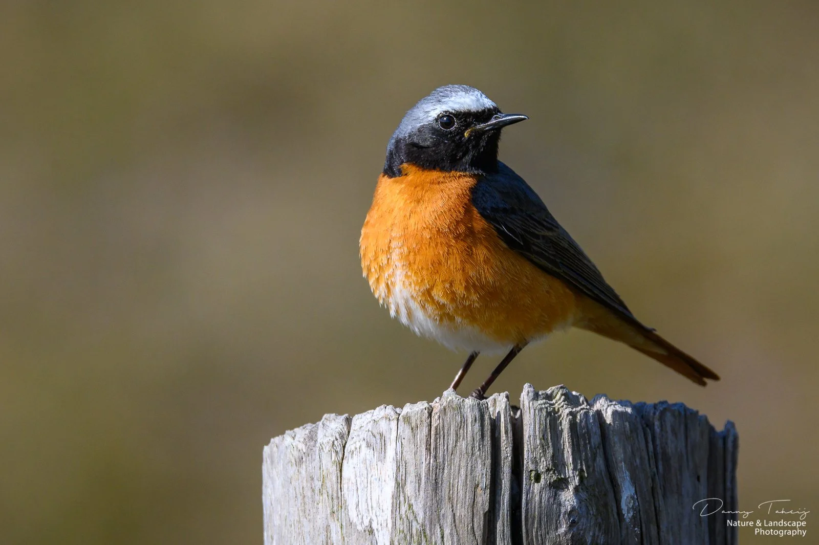 Gekraagde Roodstaart