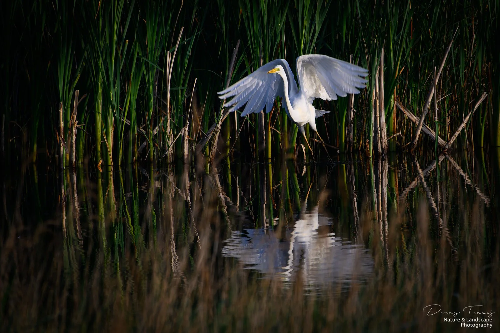 Grote zilverreiger de banken-1.jpg