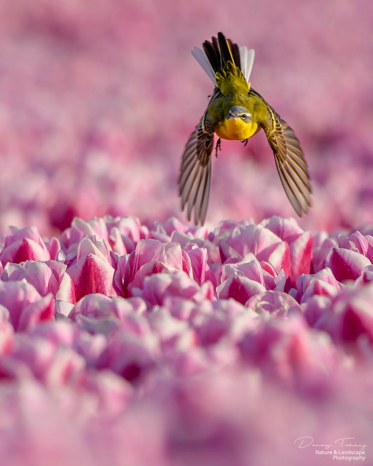 Gele Kwikstaart11.jpg