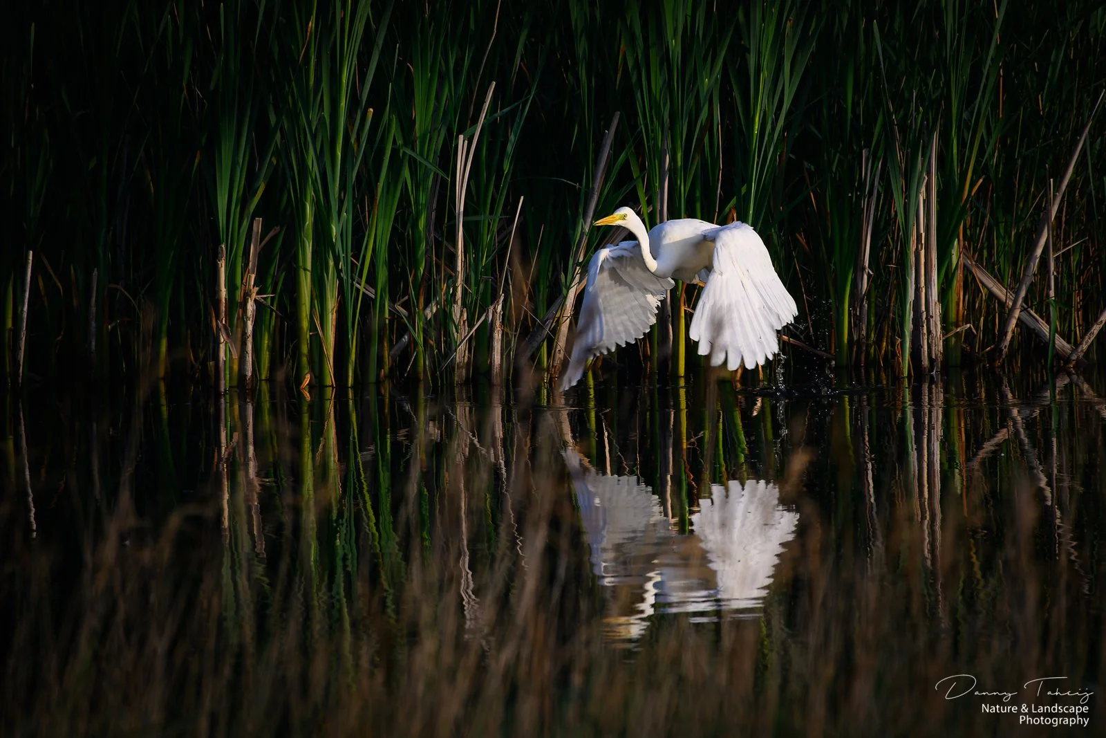 Grote zilverreiger de banken-5.jpg