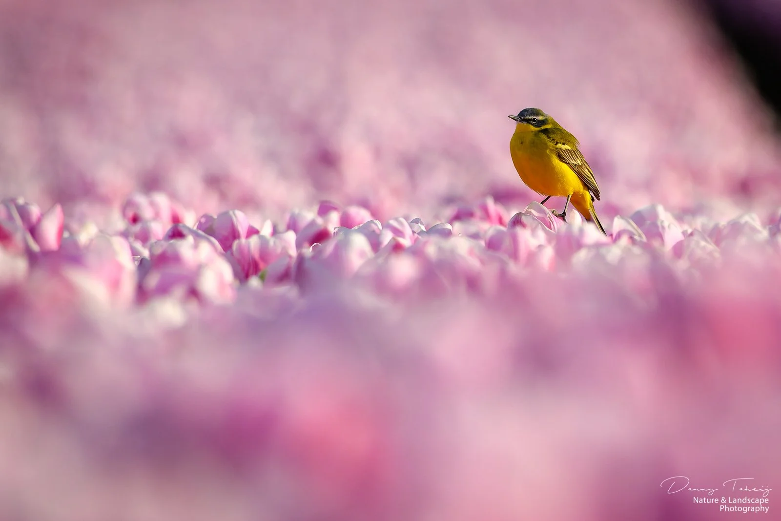 Gele kwikstaart tulp5.jpg