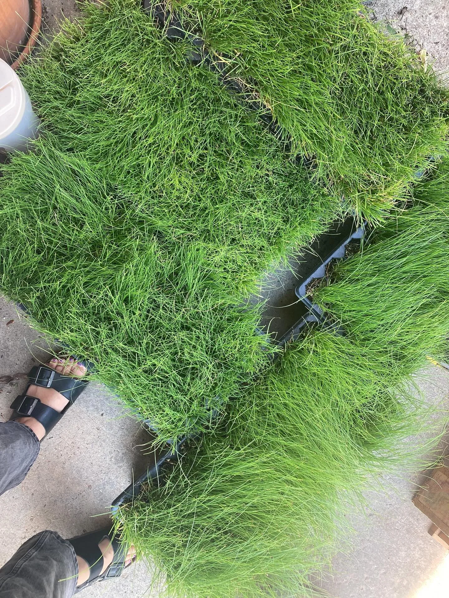 Just got in these Carex appalachica and Carex rosea from @kindearthgrowers by way of @izel.nativeplants. They look stunning! They were packed very nicely as well. 
Replacing a back lawn with these native plants that will host various skippers, moths,