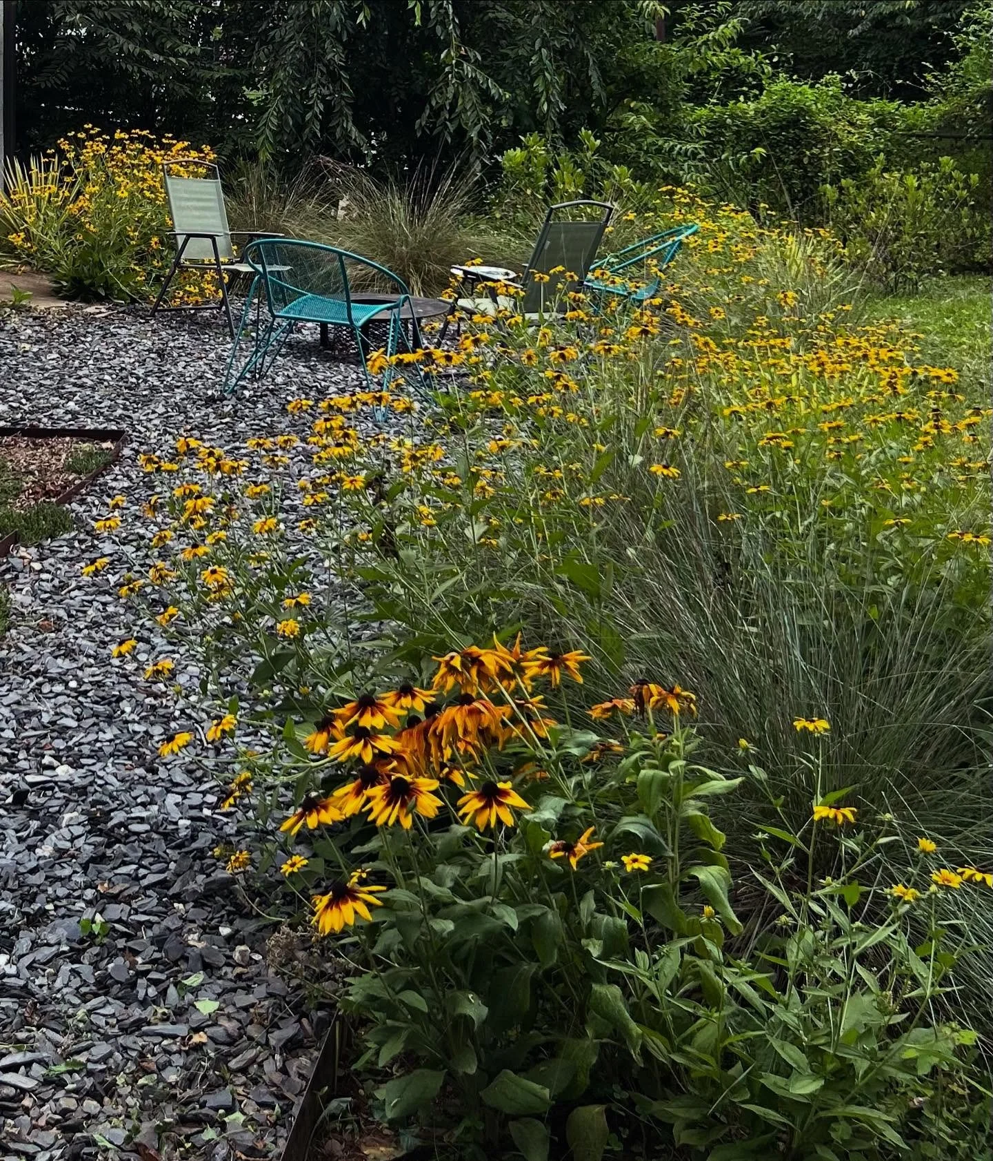 2 year garden check in.  1st year it sleeps, 2nd year it creeps, 3rd year it leaps. Looking good 😎