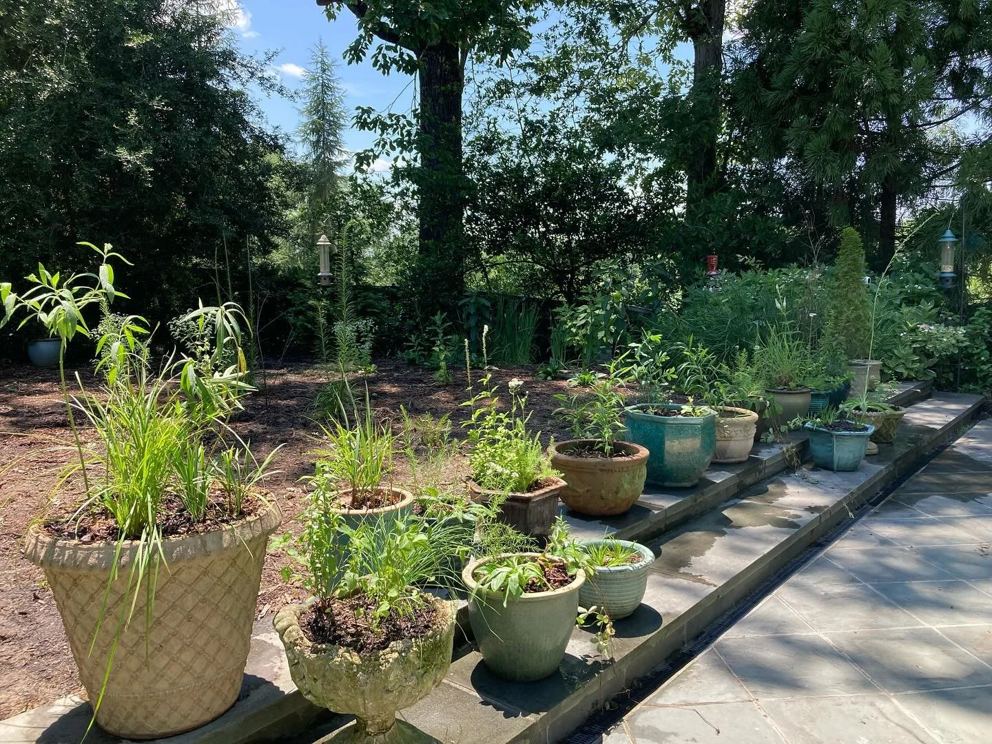 I got to create and revitalize 17 planter arrangements for one of my clients last month with pots they had on hand. Really enjoyed the challenge and getting my hands dirty. 
.
.
.
.
#biodiversityconservation #nativeplants #ecologicaldesign #atl