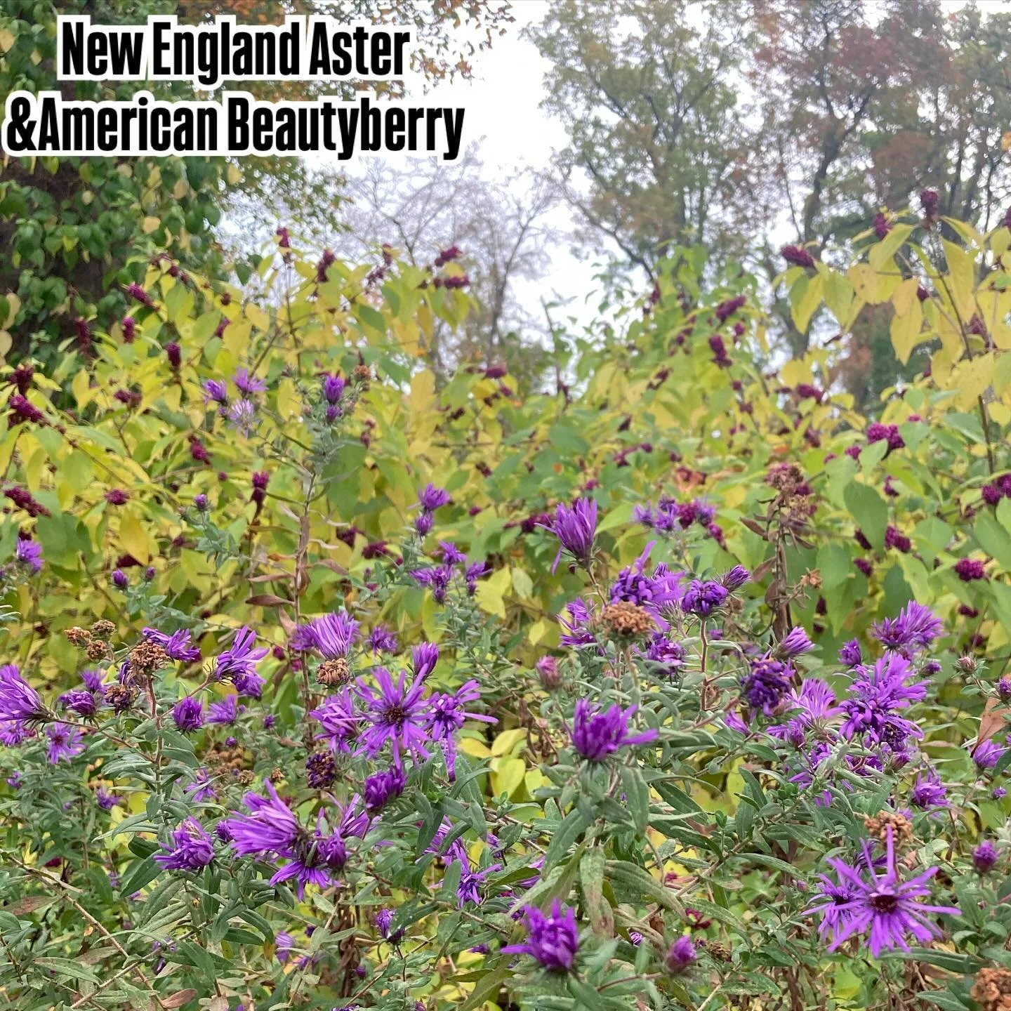 Native Fall blooming combo popping off!