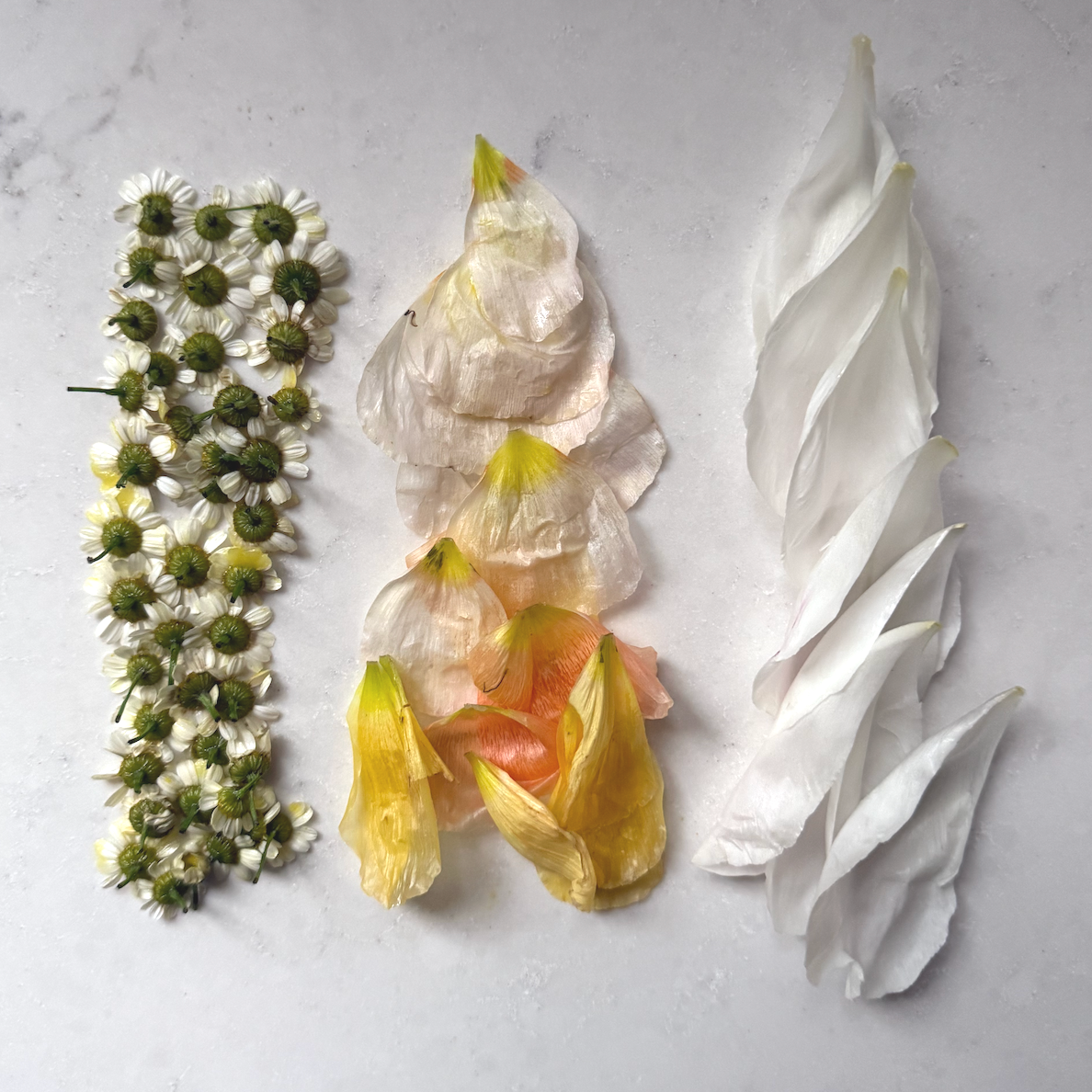 Pressed Flowers & Perfume | A Botanical Workshop Day