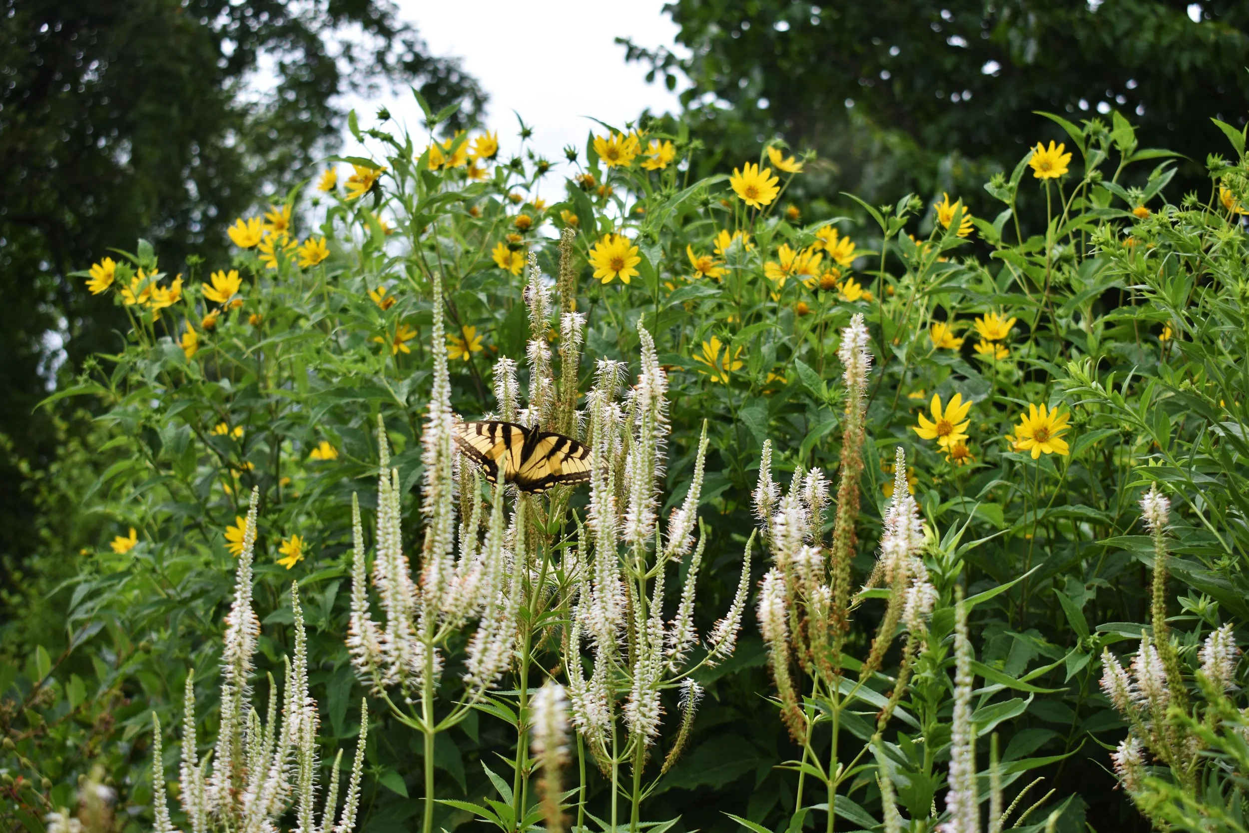 Veronicastrum-virginicum---pollinators---native-garden-(5).jpg