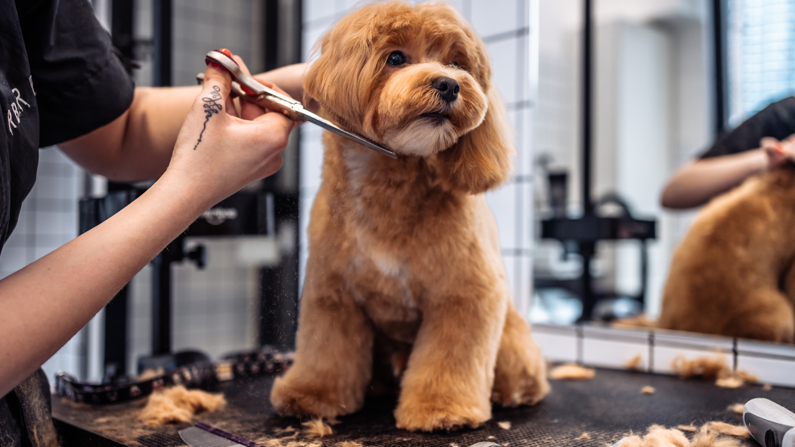 Beautiful brown haired dog enjoying the final grooming touches.