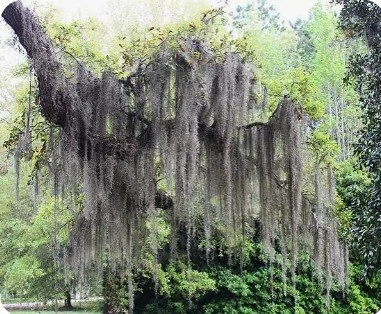 Spanish Moss - Old Man's Beard