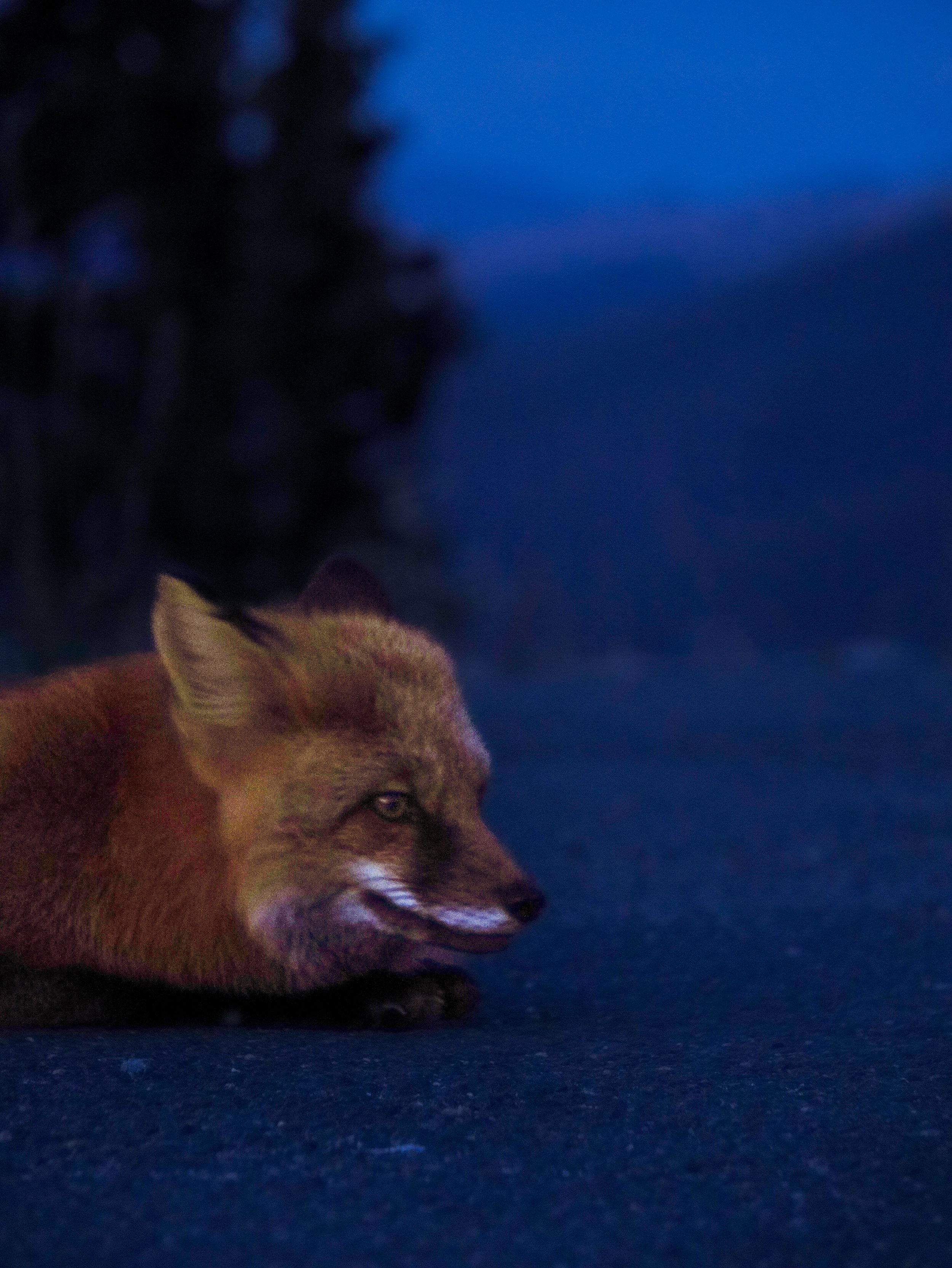 Close-up of a fox lying on a dark surface at dusk with a blurred background of trees and sky.