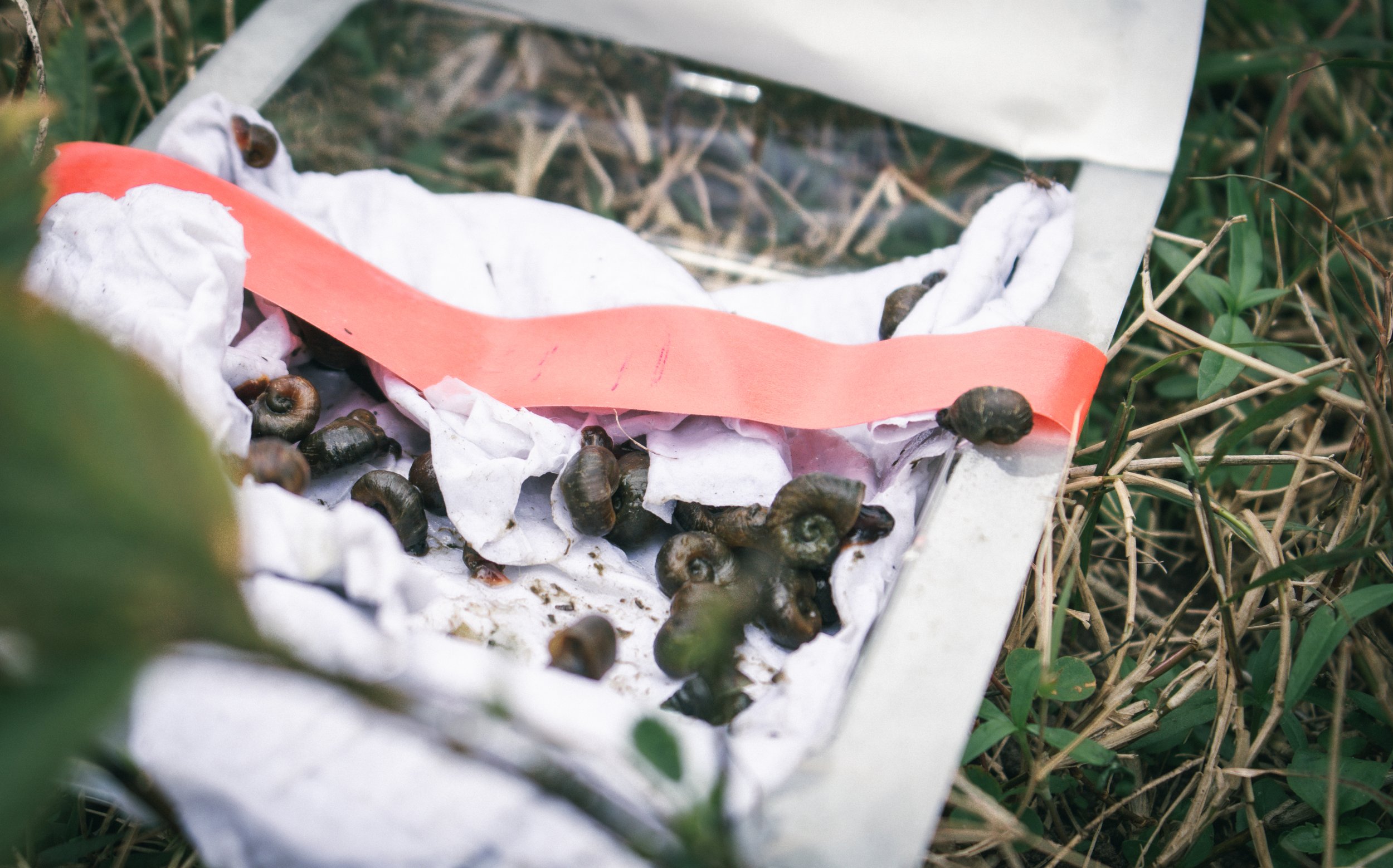 Biomphalaria snails, one of the primary vector species for Schistosoma mansoni, collected during vegetation sampling in the field