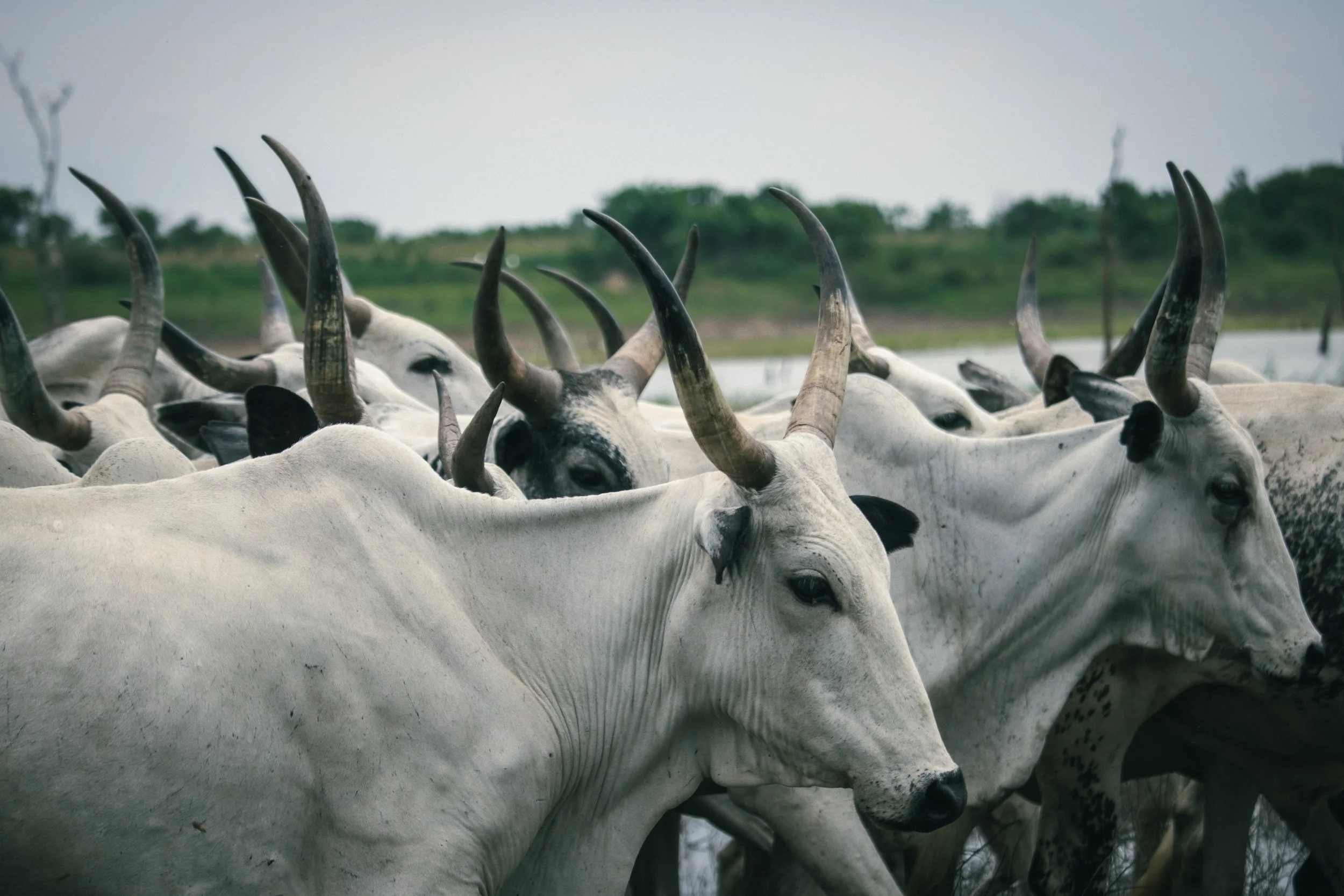 White Fulani cattle, the most widely reared cattle breed in Nigeria, make up 40% of the national herd and are a staple of these rural communities; even the cattle are at risk of contracting schistosomiasis from these waters and transmitting the paras