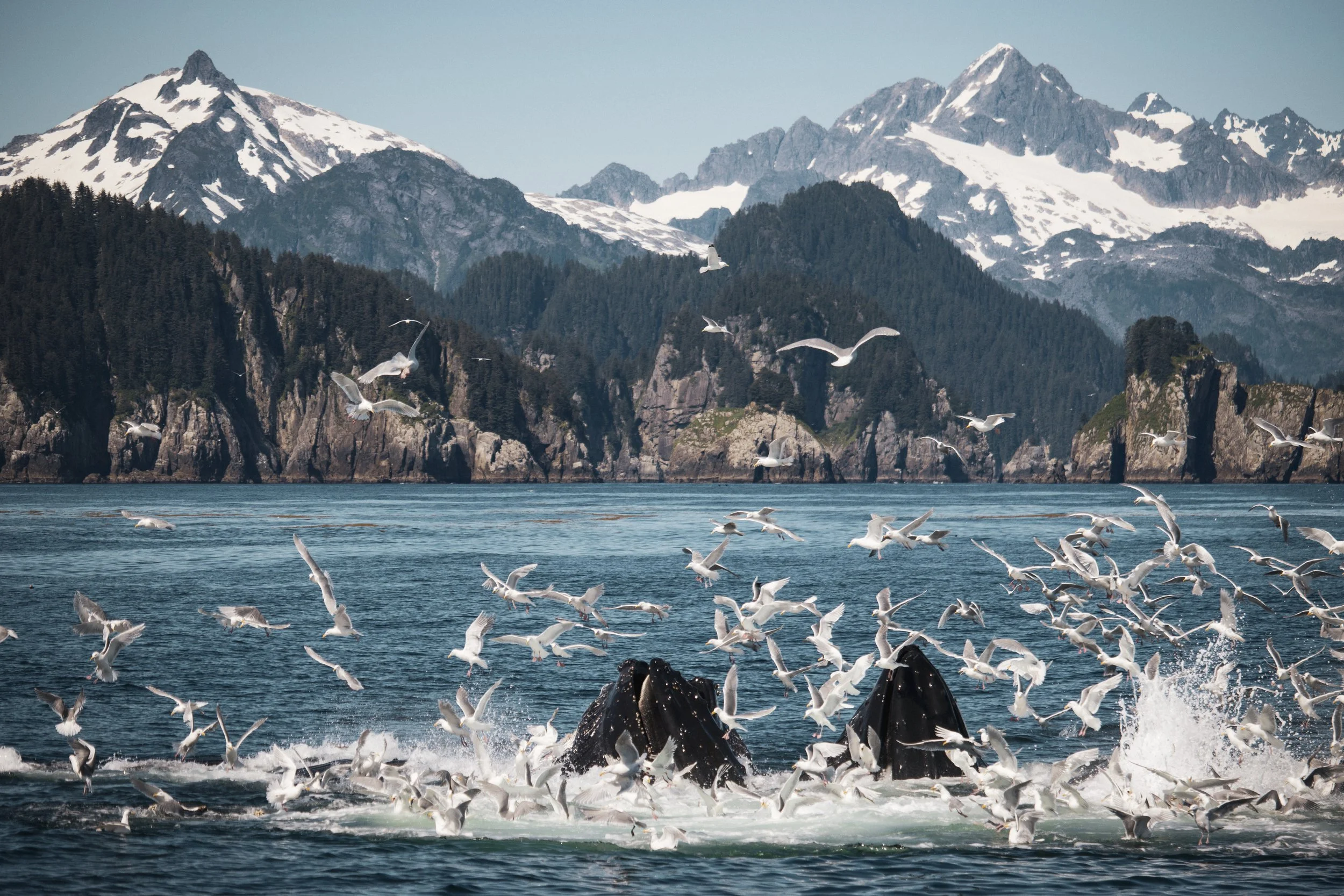 Bubble-Net Fellowship