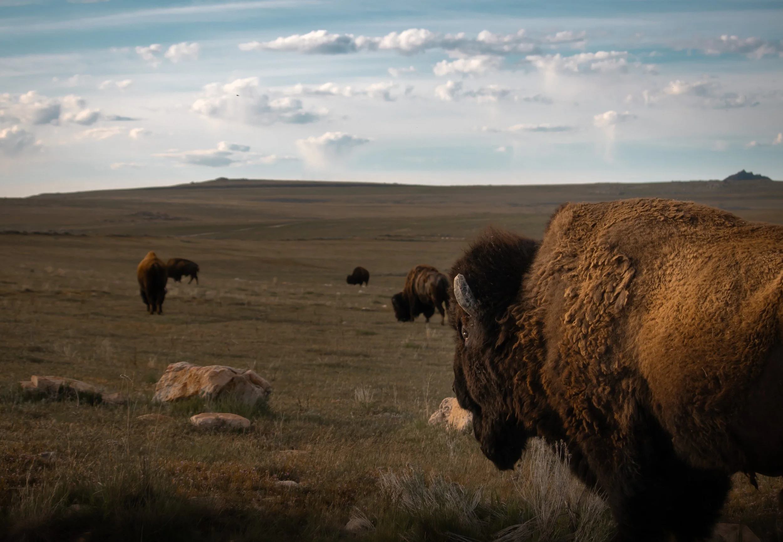 Guardians of the Frontier