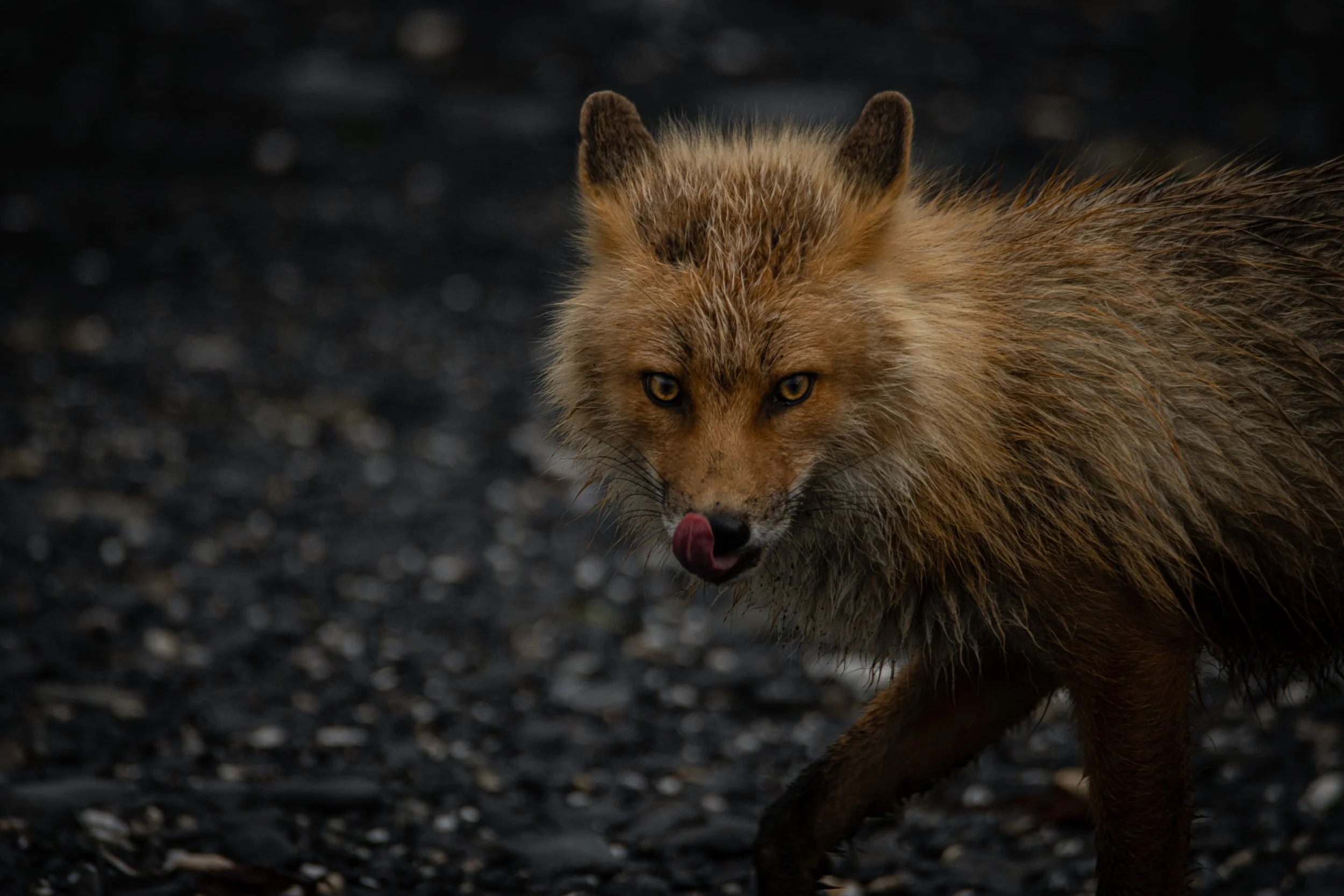Kodiak Island Red Fox