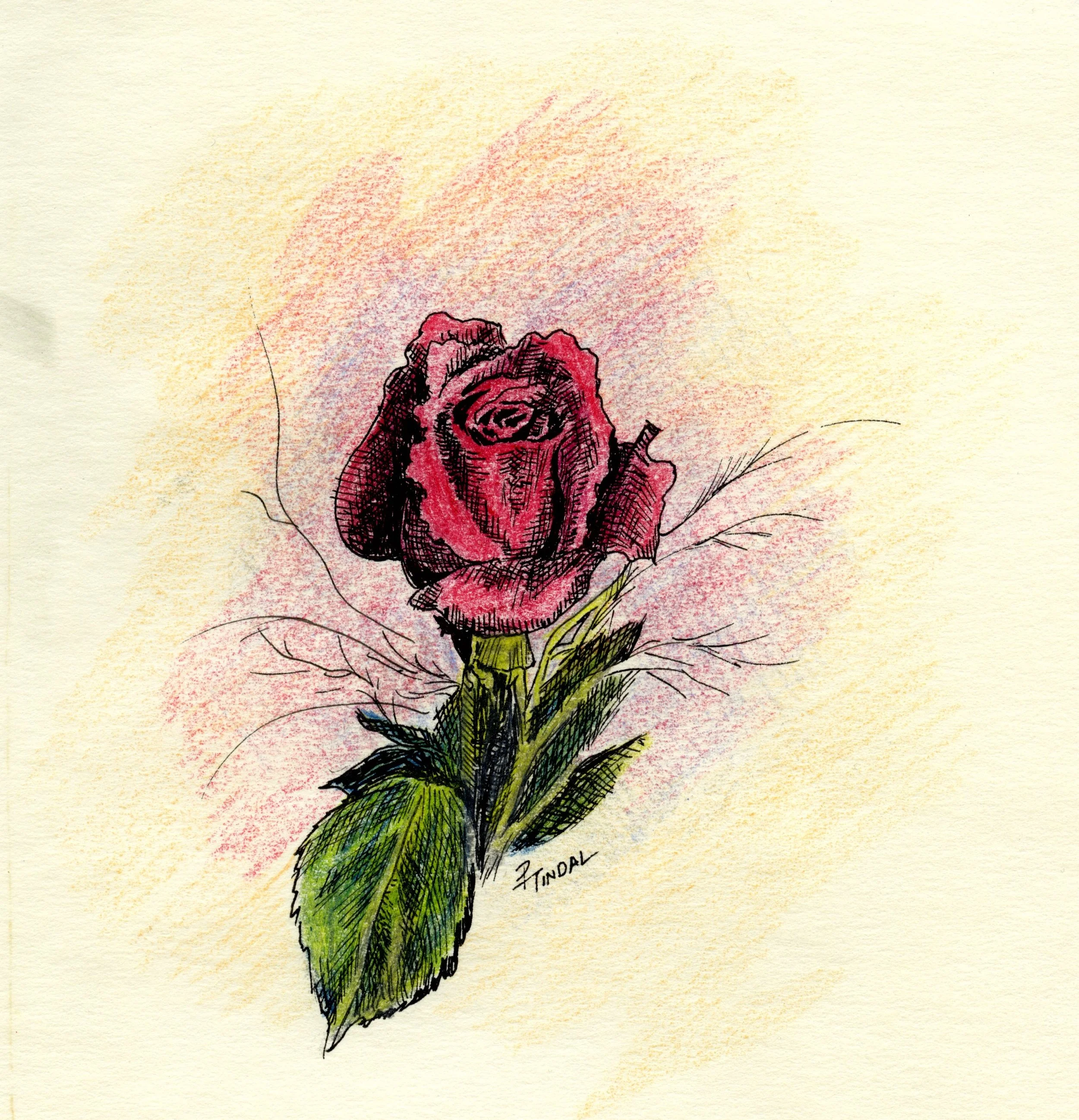enchantedrosebud.jpg