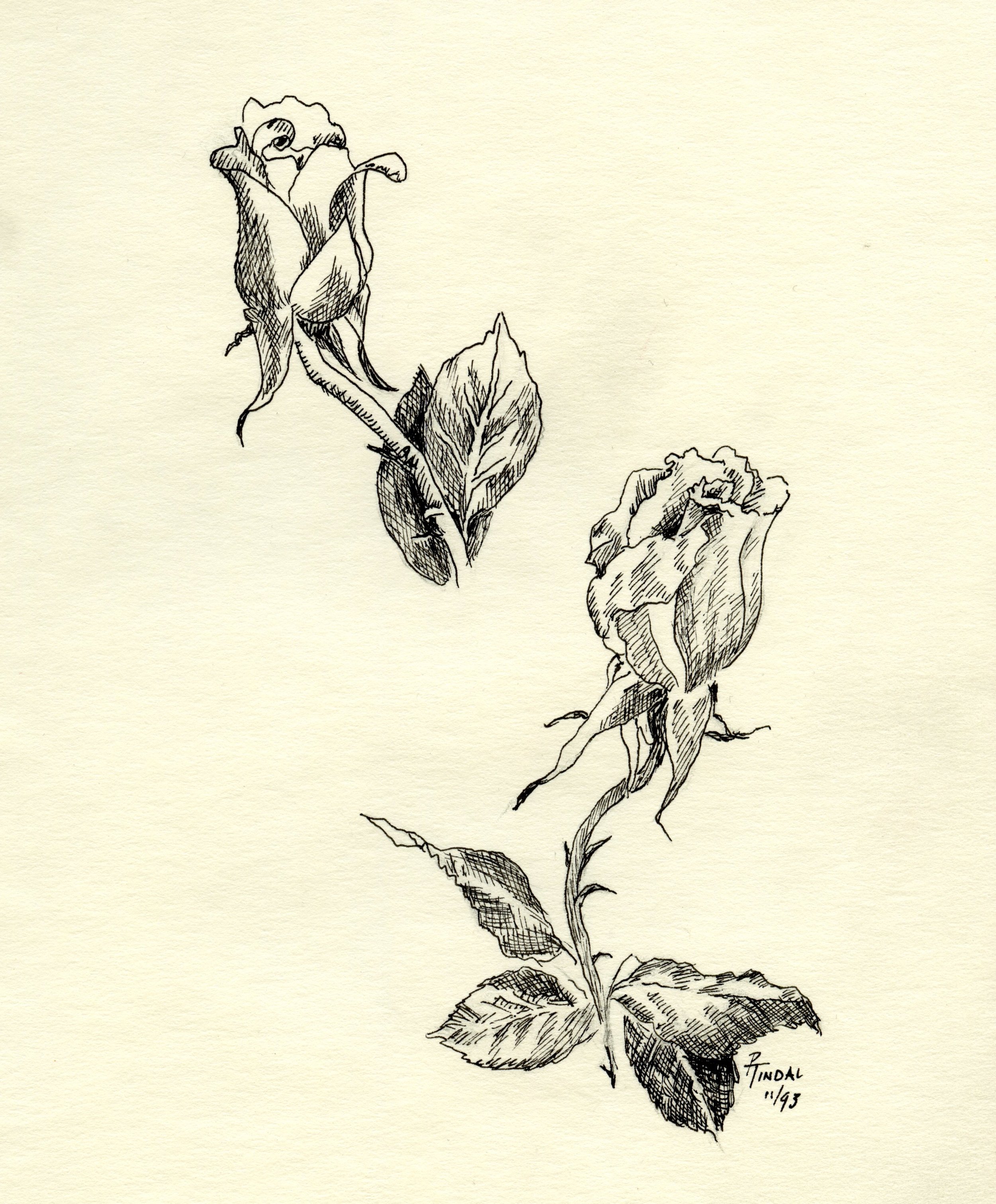 rosebuds.jpg