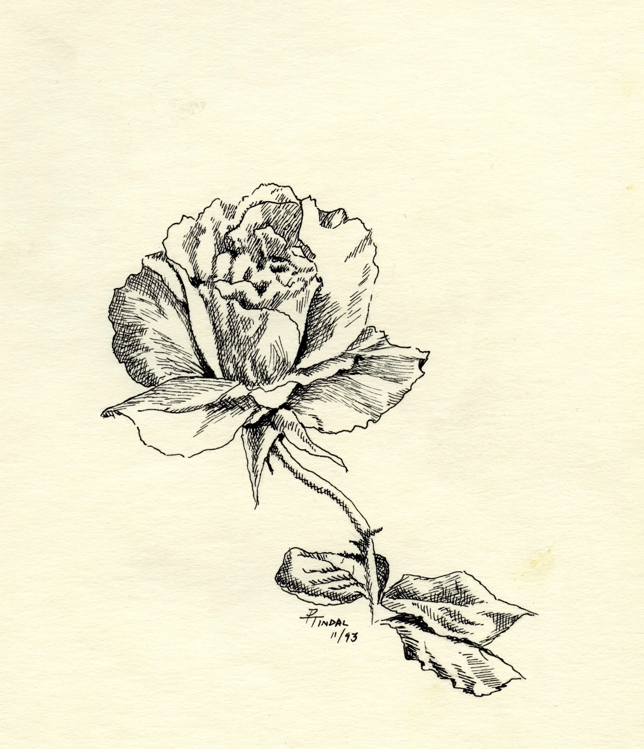 singlerose.jpg