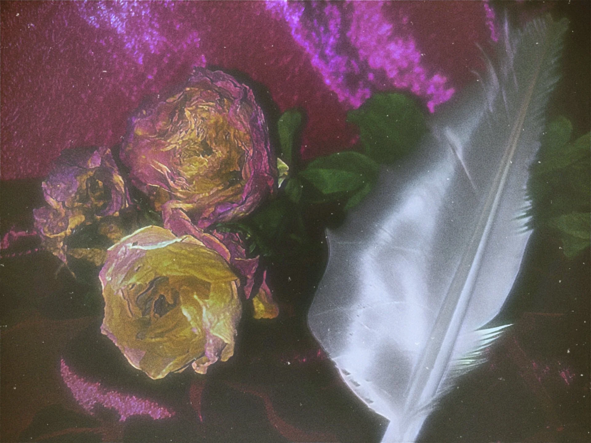 Aphrodites Messengers: Large White Swan Feather Quills ✧ Real White Swan Feathers ✧ Altar Offerings to Goddess Aphrodite, Bouquet Accents, Stationary Making