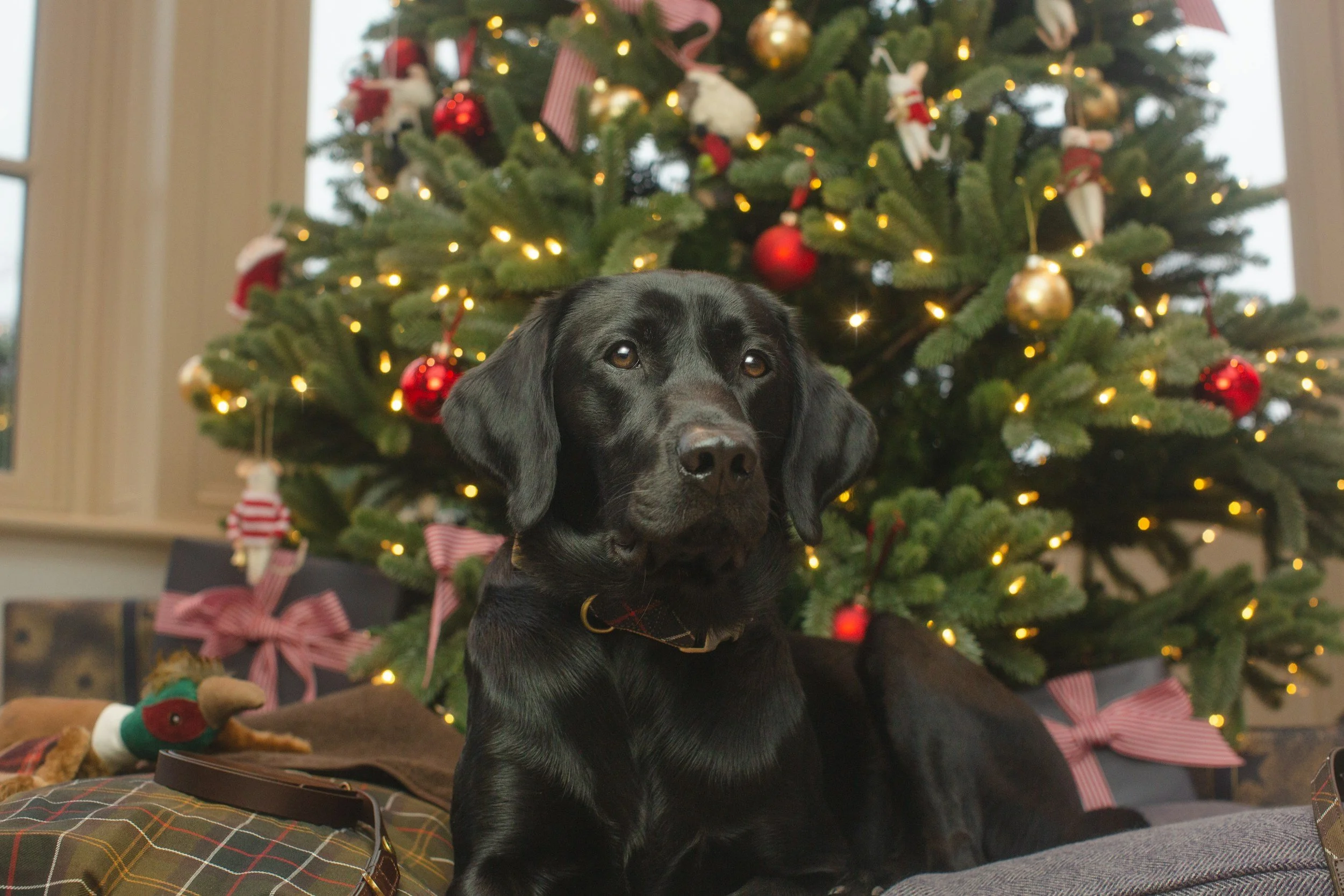 Staying Sane During the Holiday Rush: A Veterinary Receptionist’s Guide to Finding Light in a Heavy Season