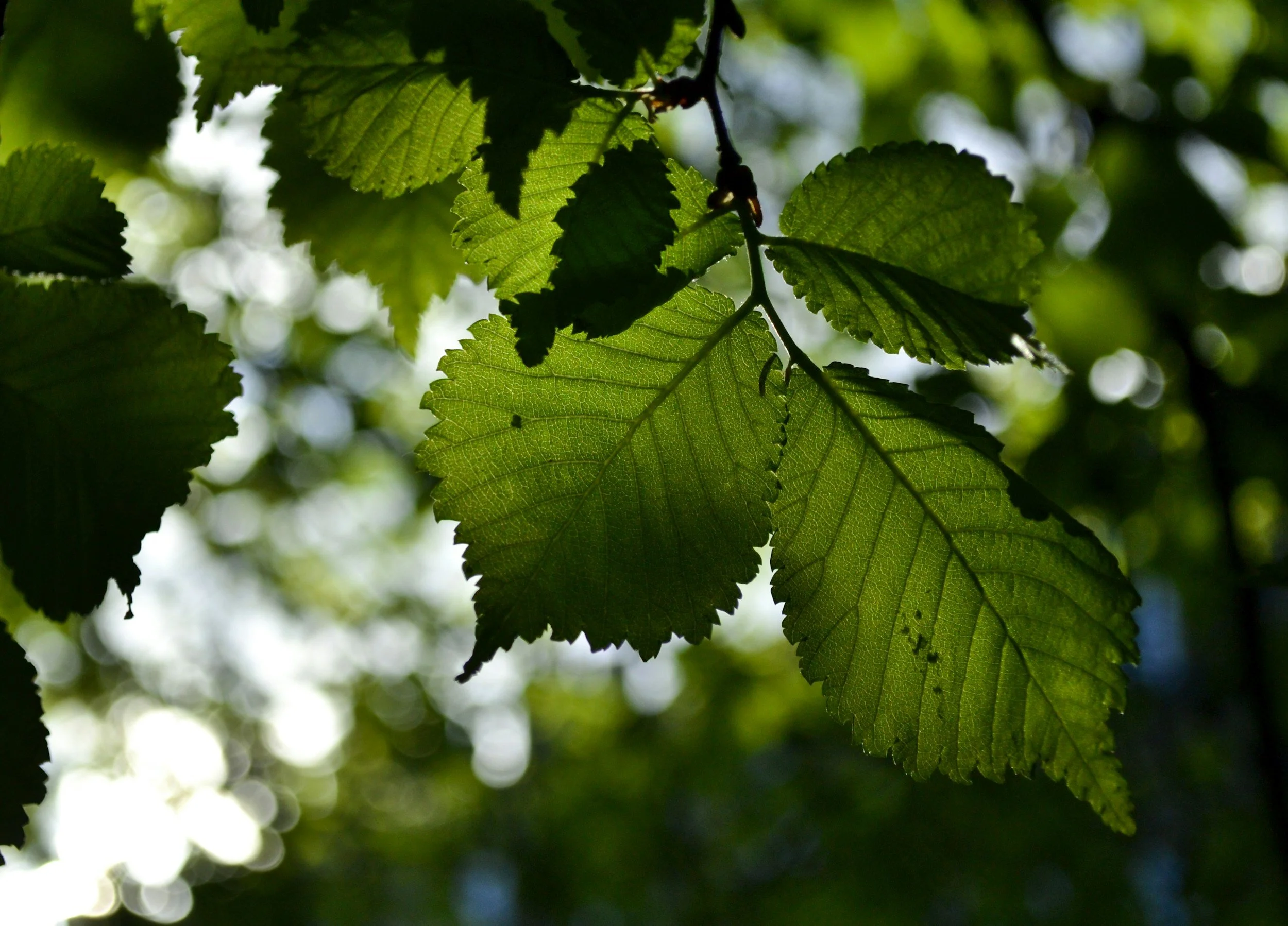 Close-up of green tree leaves with sunlight filtering through, showing detailed veins and serrated edges.