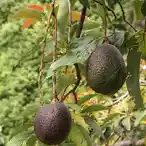 Avocado with Fruit.png