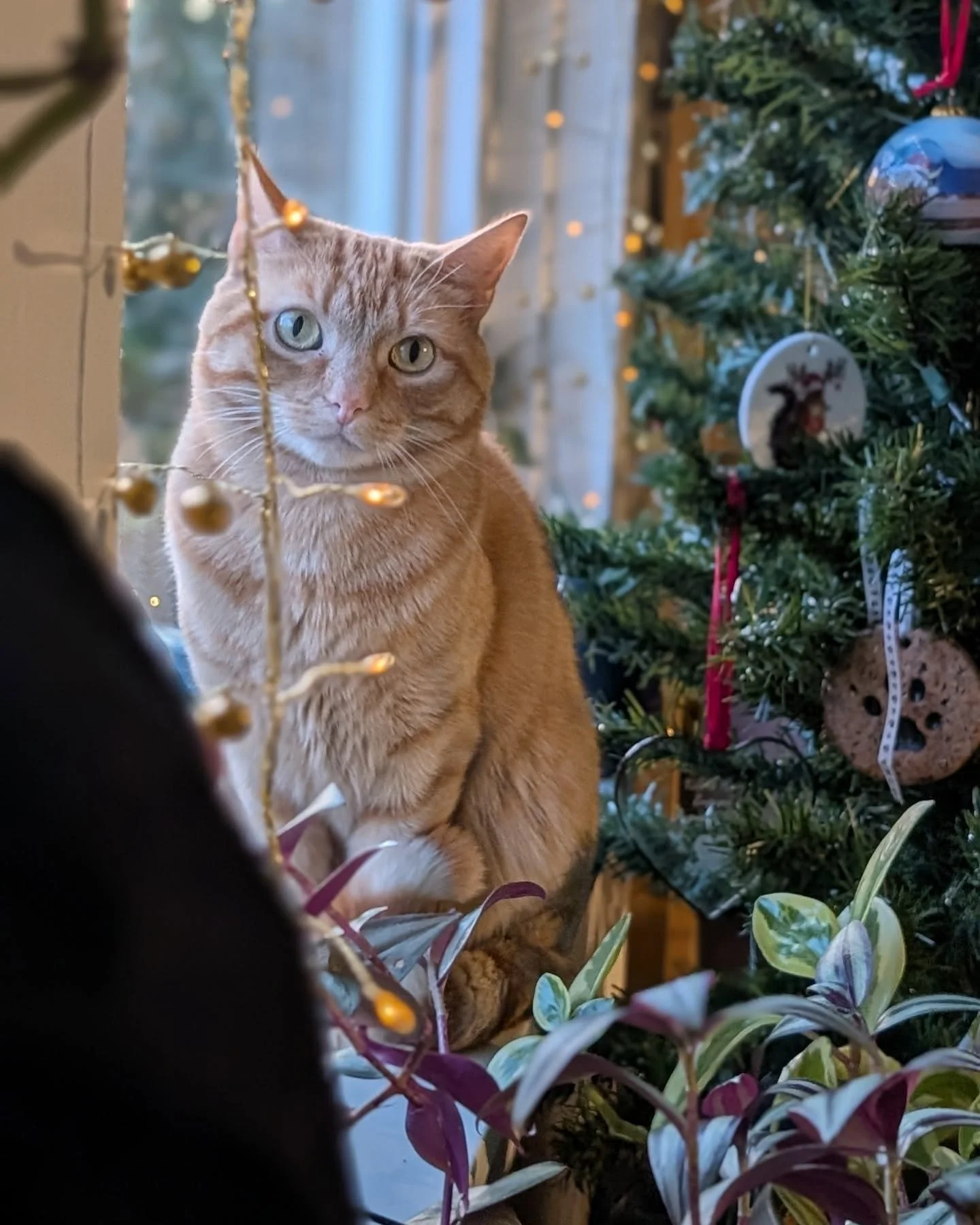 I hope everyone had a Meowry Christmas!!!! 

#Christmas #catcare #petcare #roverdotcom #timetopet #seattle #ballard #crownhill #northseattle #wedgwood #fremont #magnolia #greenwood