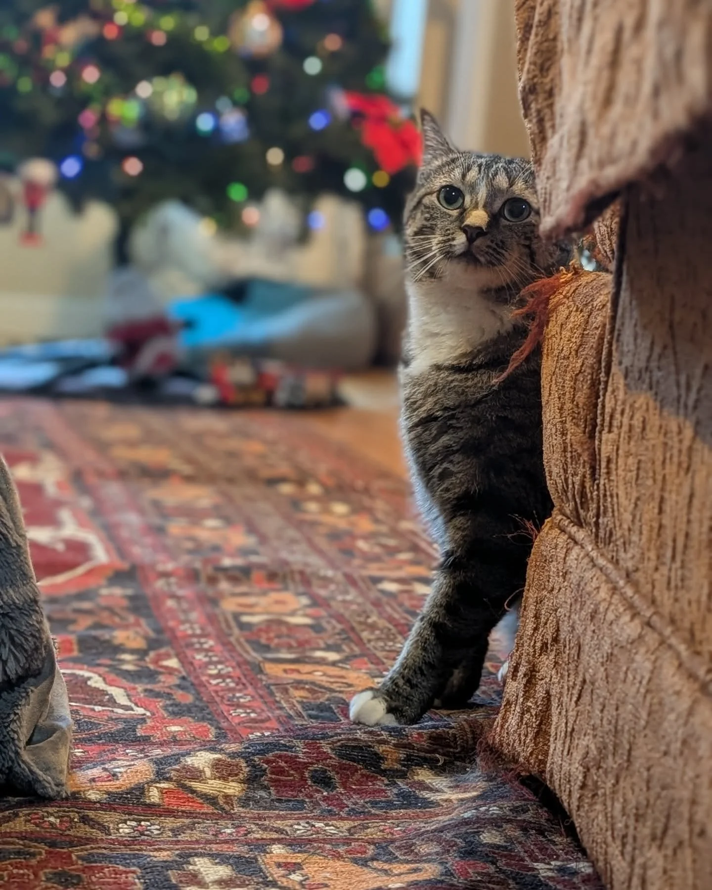 Happy PAWlidays everyone!! 🐾🎁☃️❄️🌲

I am officially fully booked through January 1st and I will not be accepting new client requests until the beginning of the new year.  Please inquire after January 1st if you are looking to book for future dates