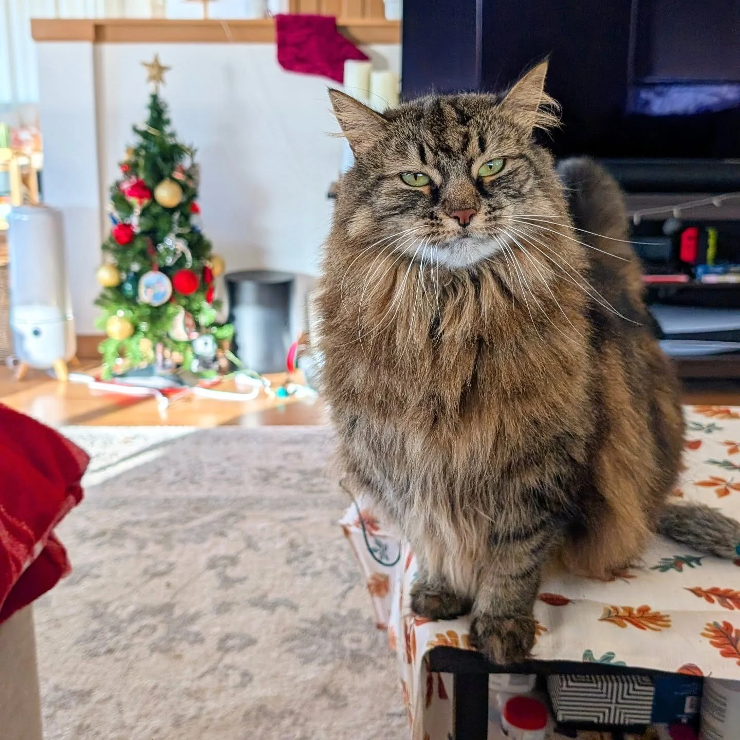 I hope everyone is having a FURRtastic Thanksgiving!!!! 🦃😻

#petcare #roverdotcom #timetopet #seattle #catcare #cats #petsitting