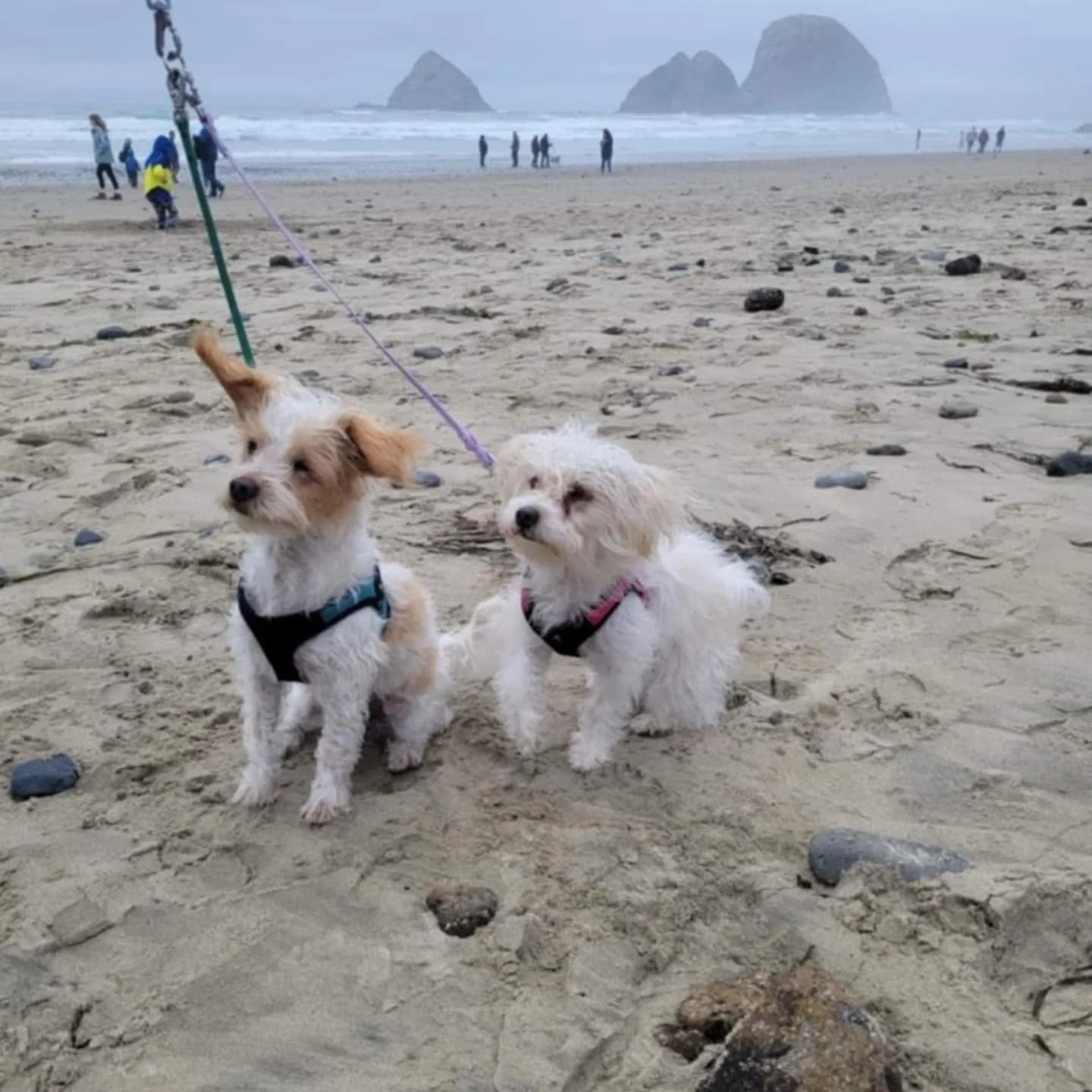 Happy almost Halloween everyone! 

This is just a reminder that I will be back from break after the 31st and I will be readily available to accept booking requests on November 1st. Please inquire via the @timetopet or Rover app if you would like to r