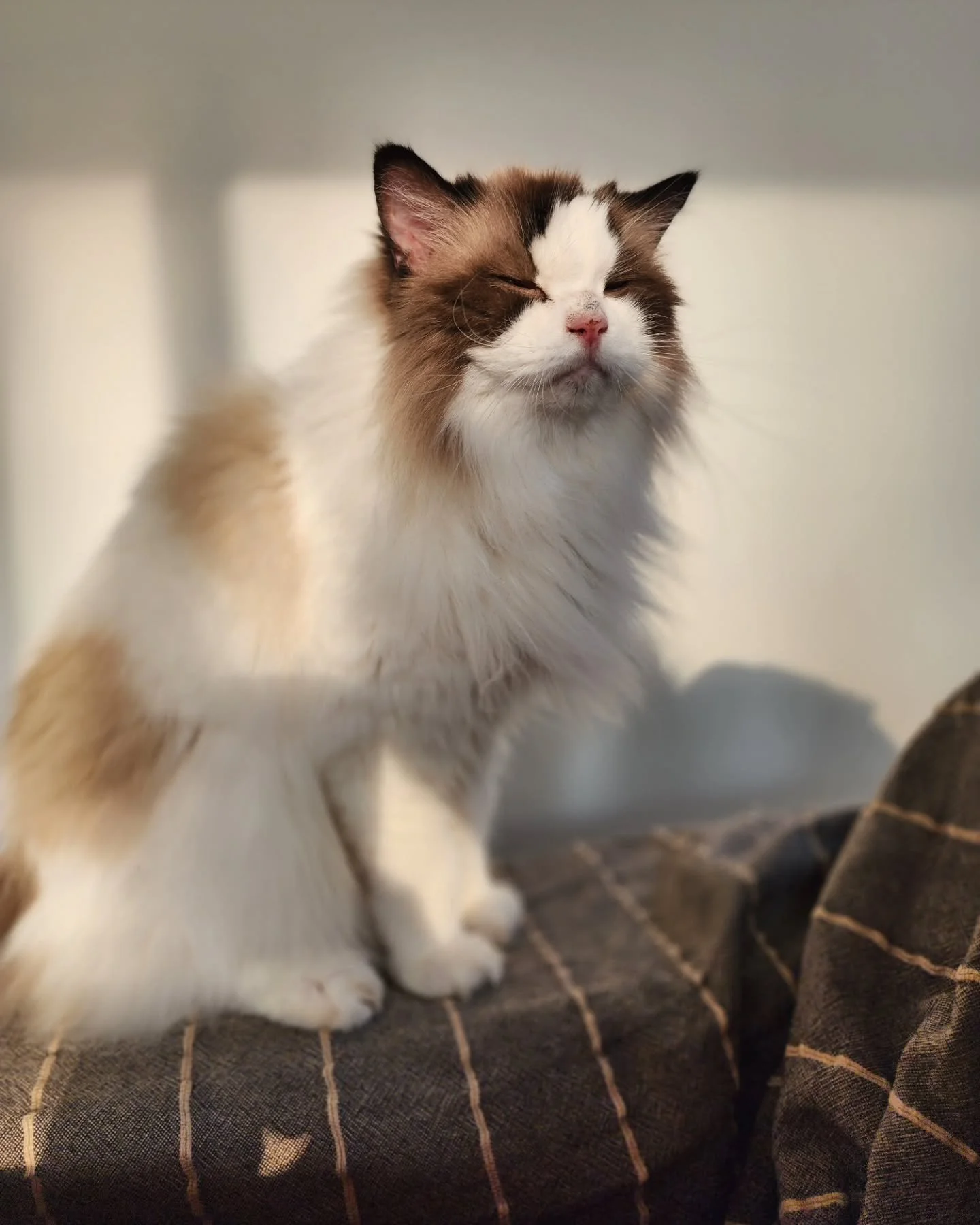 I hope you all had a FURtabulous Labor Day weekend!

#catsitter #cats #roverdotcom #timetopet #petsitting #petsitter #seattle