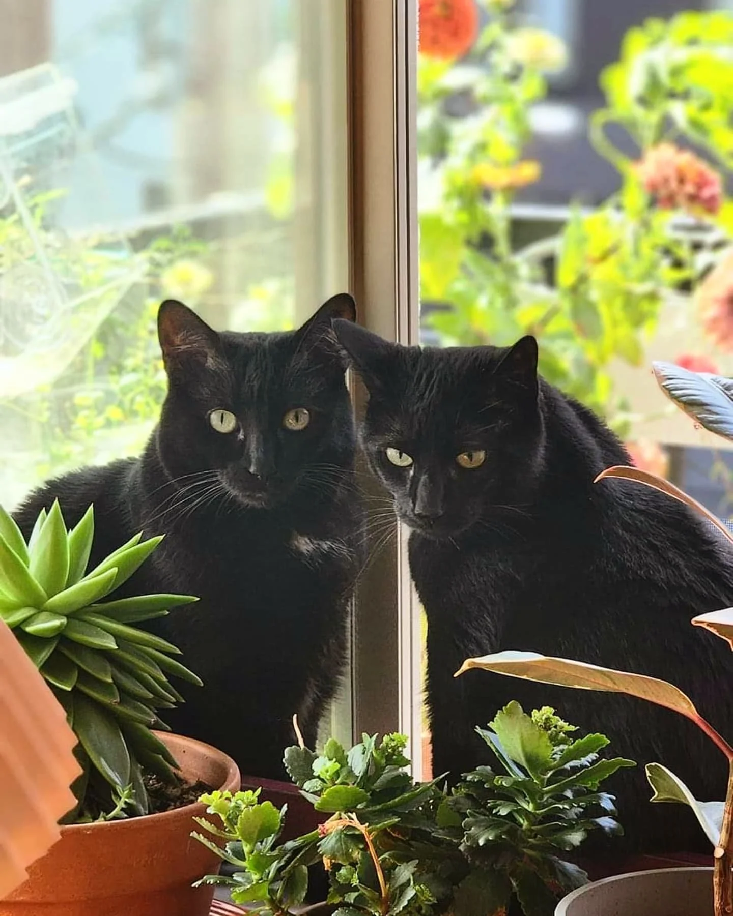 Happy National Black Cat Day! 🐈&zwj;⬛️🐈&zwj;⬛️

#blackcats #catcare #petsitting #cats #seattle #timetopet 

@roverdotcom @timetopet