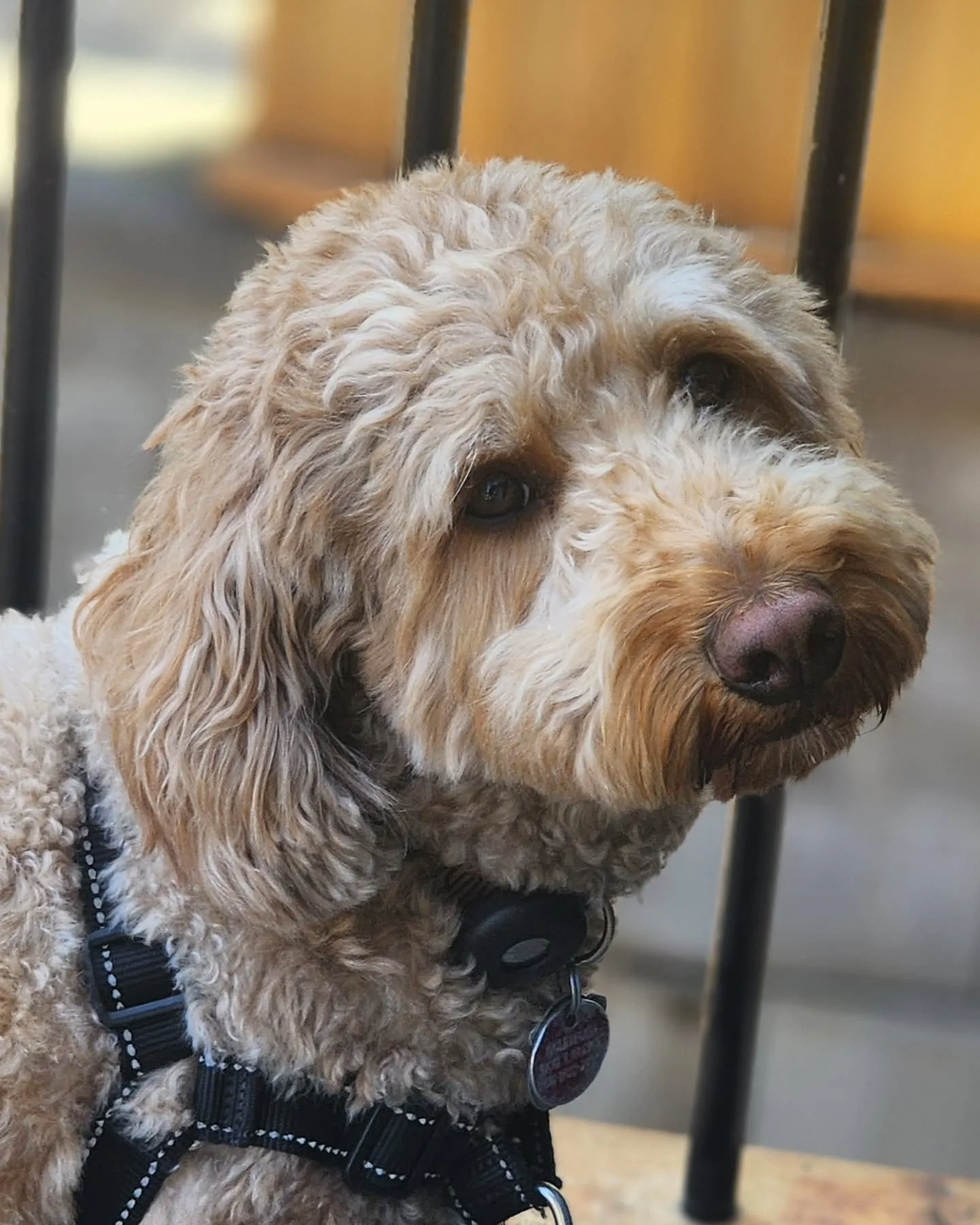 I specialize in cat care, but I also have a few canine clients that I care for regularly!  Here are some of the pups that I walk occasionaly or on a weekly basis. 🥰

1. Ruby
2. June Bug and Stuart 
3. Chewie
4. Kona
5. Izzy
6. Finley

#petsitting #r