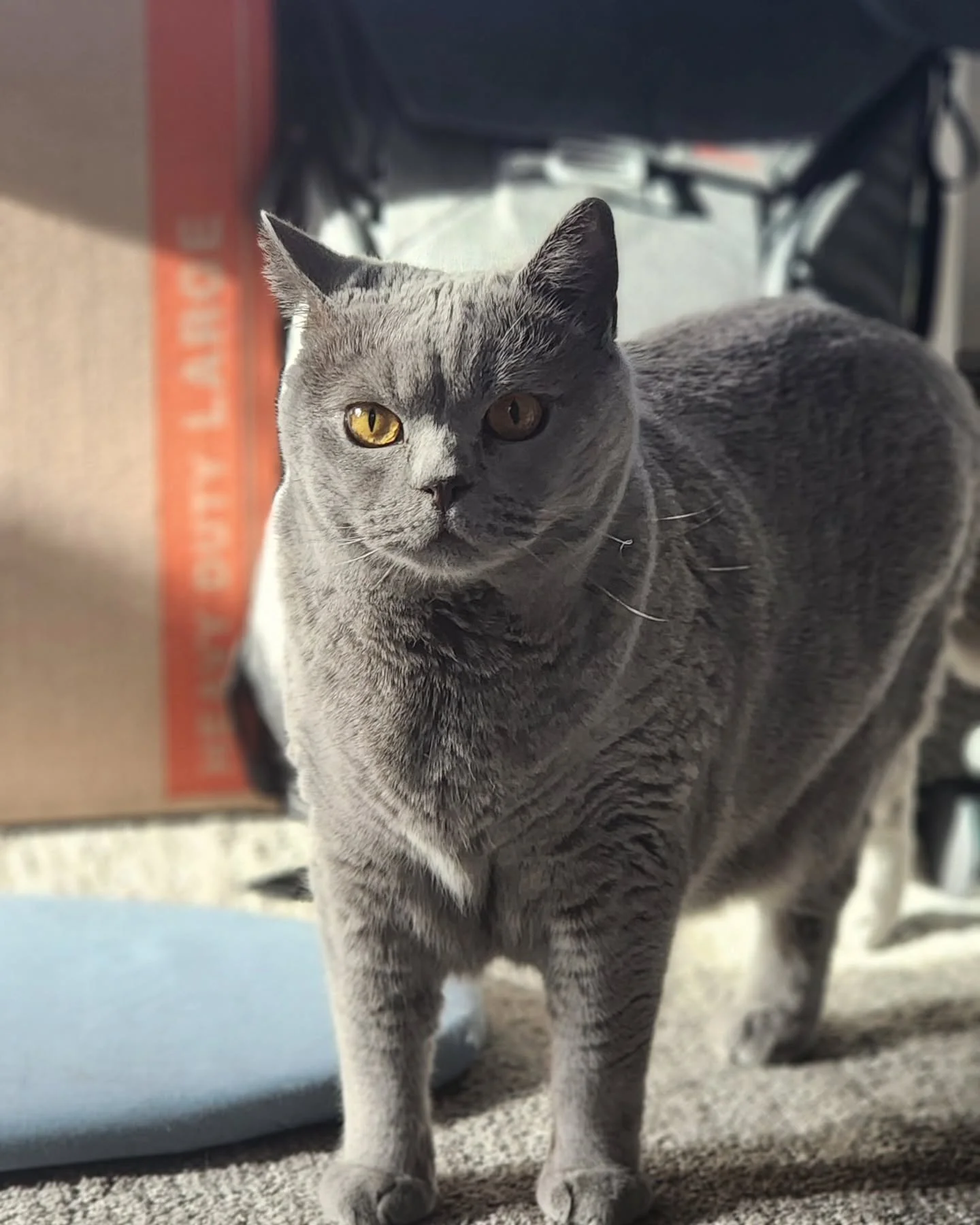 Happy 4th of July everyone! 

Remember to properly prepare your pet for the  fireworks today! 🎆

 @timetopet @roverdotcom
#fireworkpetsafety #4thofjuly #petcare #roverdotcom #catsitter #cats #catcare  #seattlepets #seattle #seattlepetsitter