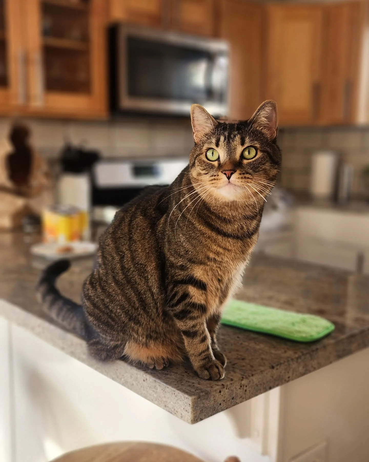 Happy Cat Dad Day!!! 😻🥰 

@timetopet

#fathersday #seattle #petsitter #cats #catsitter #petcare #timetopet