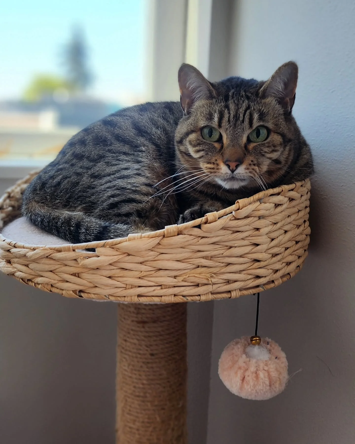 Wishing all the human and pet moms a happy MEOWthers Day! 😻🥰🐈&zwj;⬛️❤️

#mother's day #petcare #petsitting ng #roverdotcom #catsitting #catcare #seattle