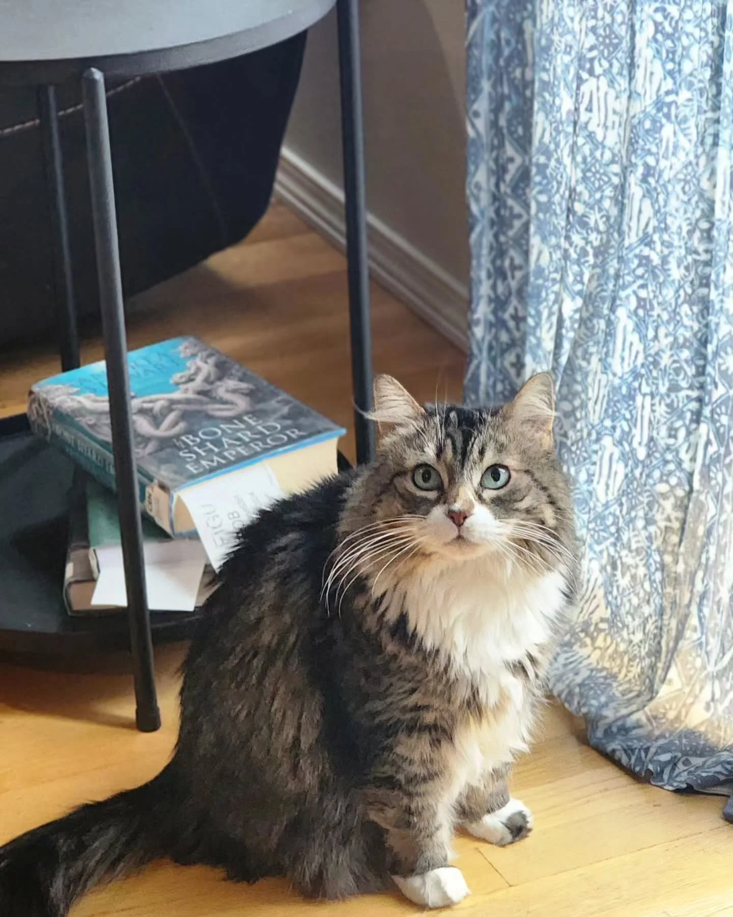 Happy Thursday everyone!!! 🥰😻☀️❤️

#seattlepetsitter #roverdotcom #timetopet #smallbusiness #cats #catcare #catsitter #seattle