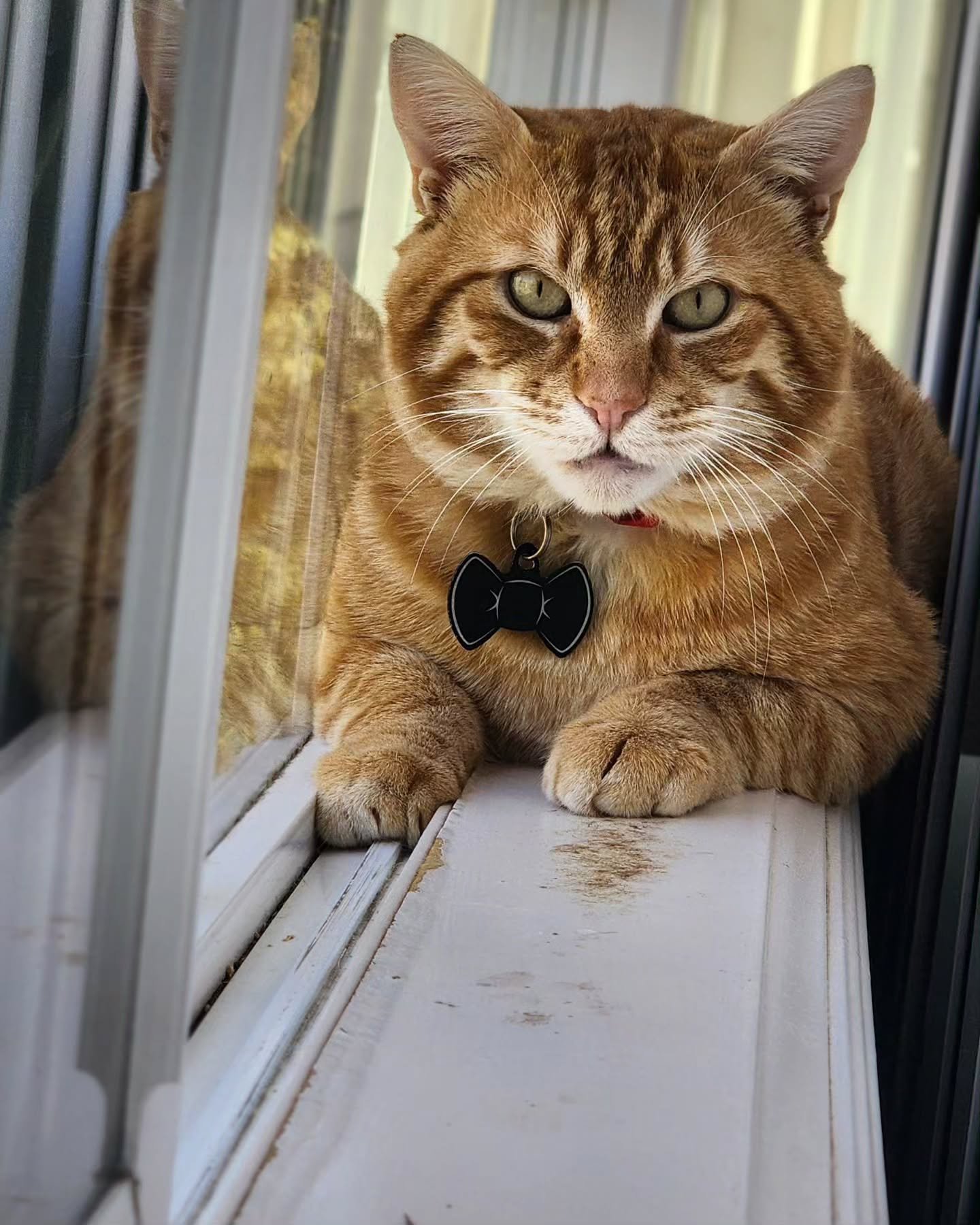 Happy Monday everyone! I hope everybody had a wonderful weekend. 🌞🐣🐇💐

#petcare #timetopet #roverdotcom #roversitter #smallbusiness #seattlepets #Seattle #cats #catcare #catsitter