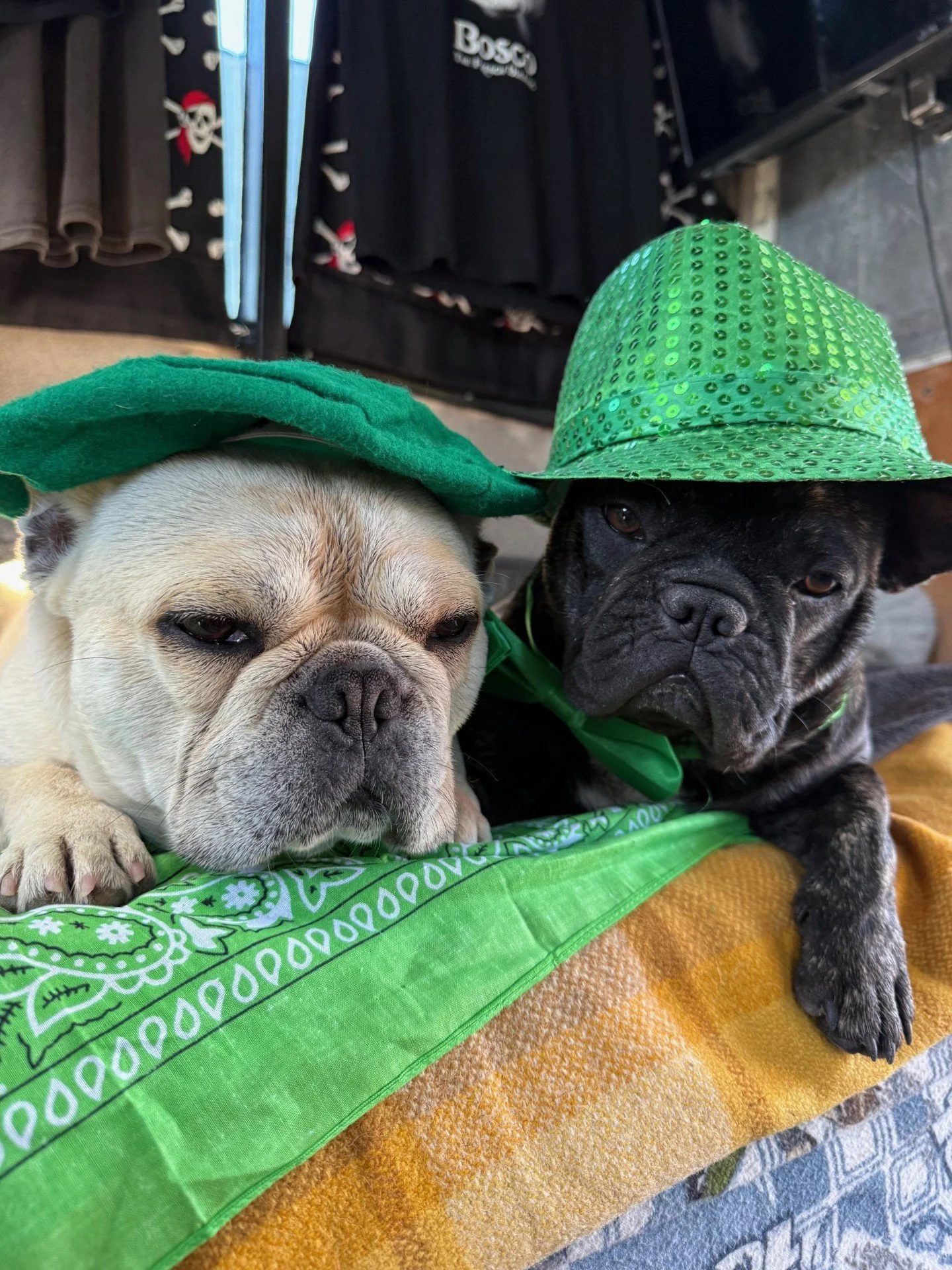 Two French bulldogs wearing green hats, lying on a blanket with a green bandana.