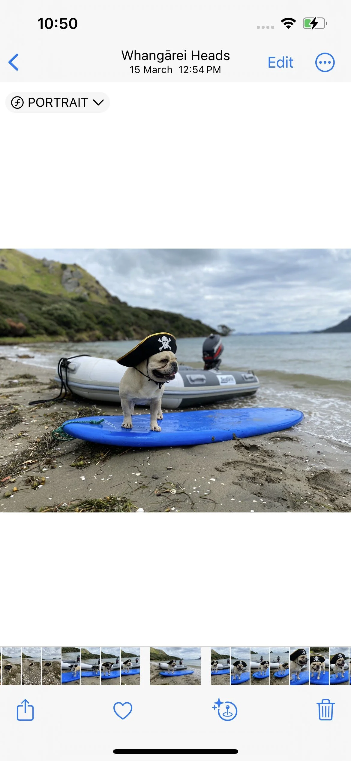 Dog wearing pirate hat on surfboard at the beach with inflatable boat in background.